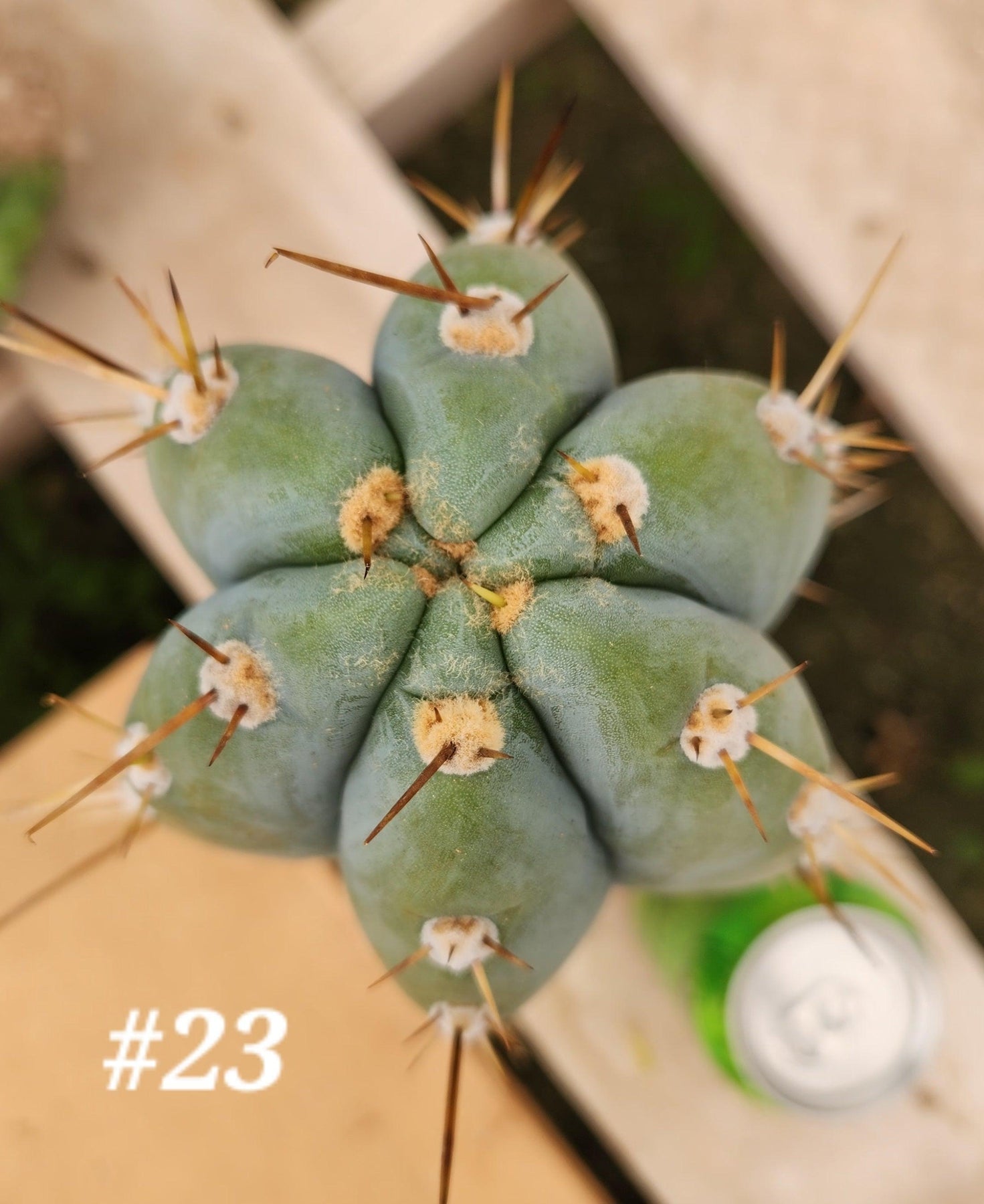 #EC20 EXACT Trichocereus Peruvianus TSS Blue Peru Cactus Cutting 12"-Cactus - Large - Exact-The Succulent Source