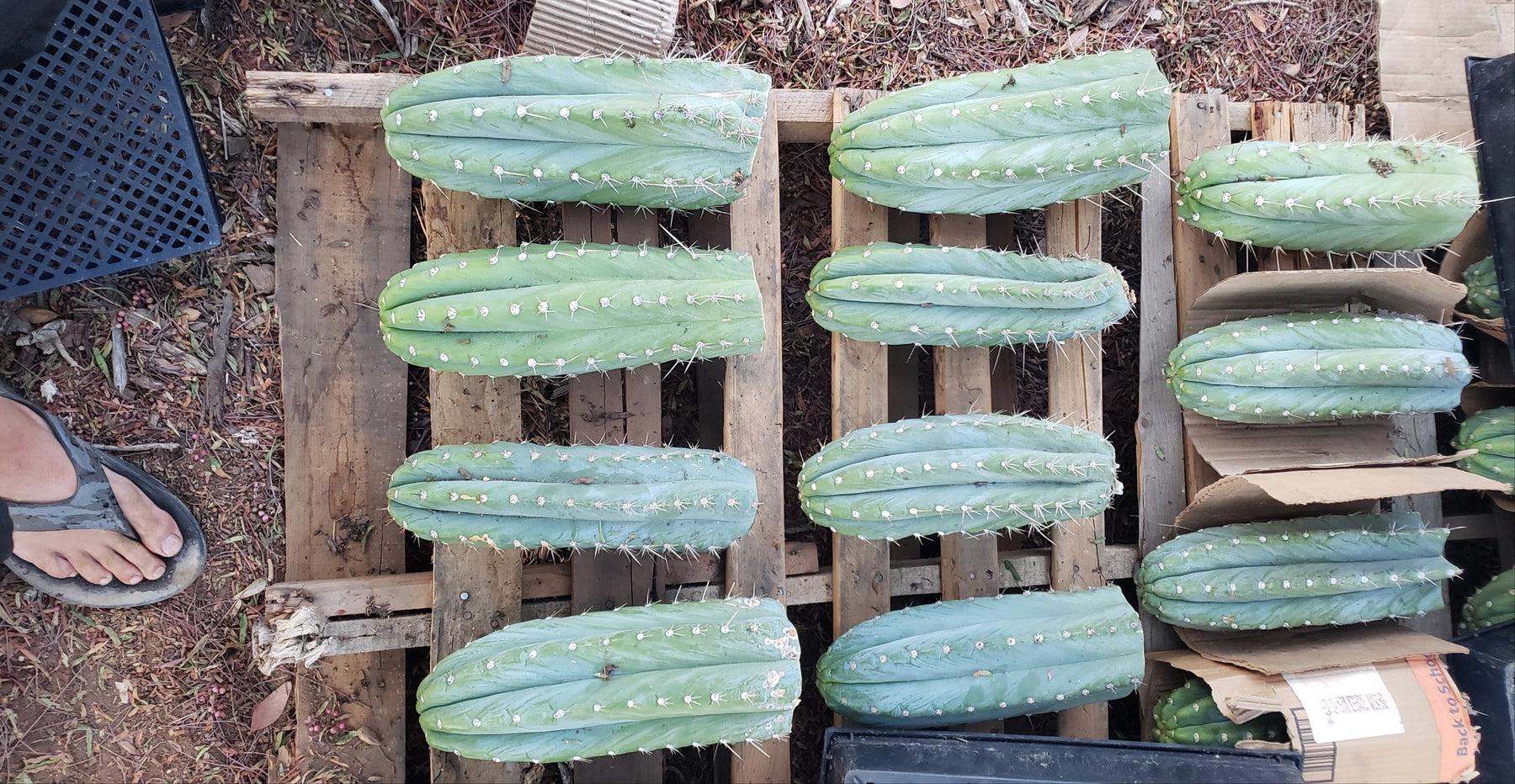 #EC20 EXACT Trichocereus Peruvianus TSS Blue Peru Cactus Cutting 12"-Cactus - Large - Exact-The Succulent Source