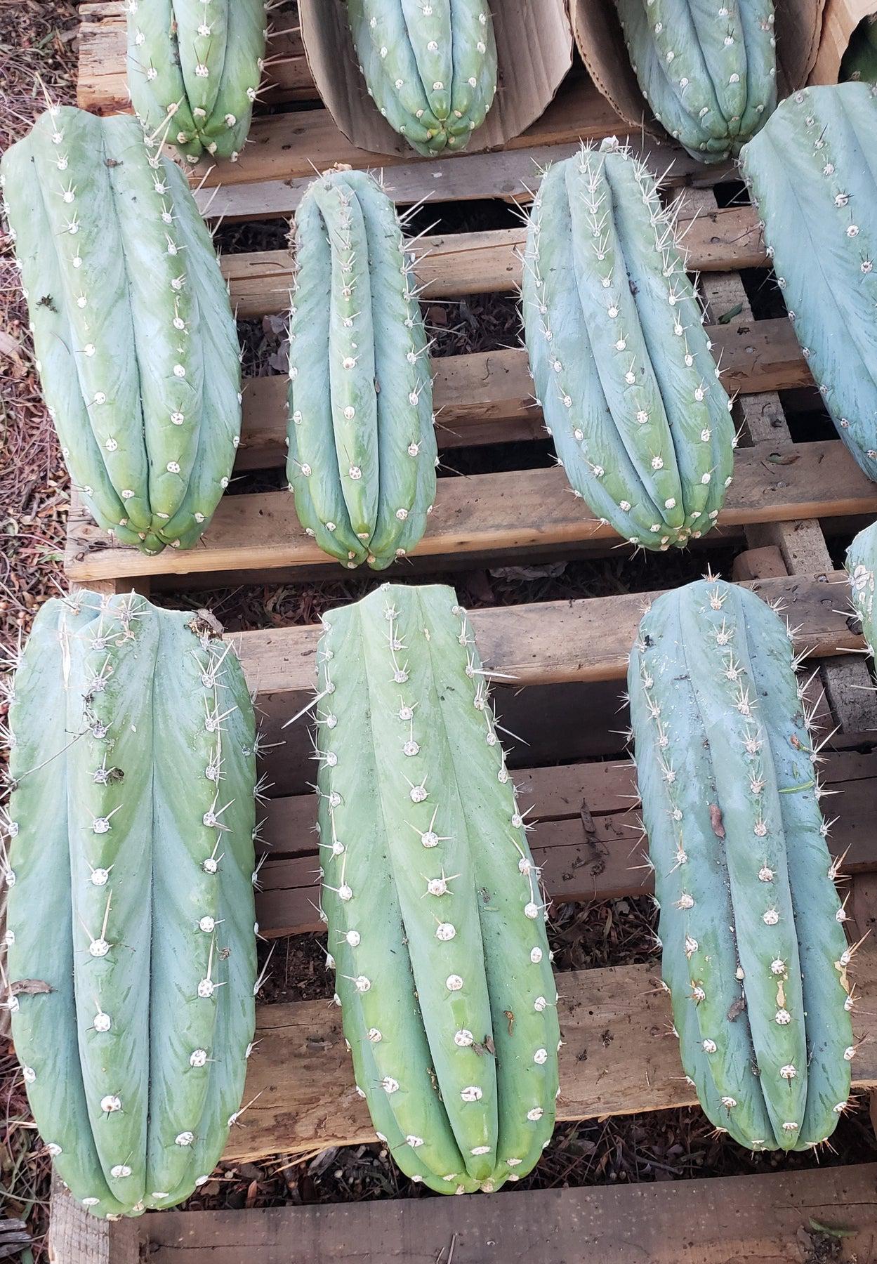 #EC20 EXACT Trichocereus Peruvianus TSS Blue Peru Cactus Cutting 12"-Cactus - Large - Exact-The Succulent Source