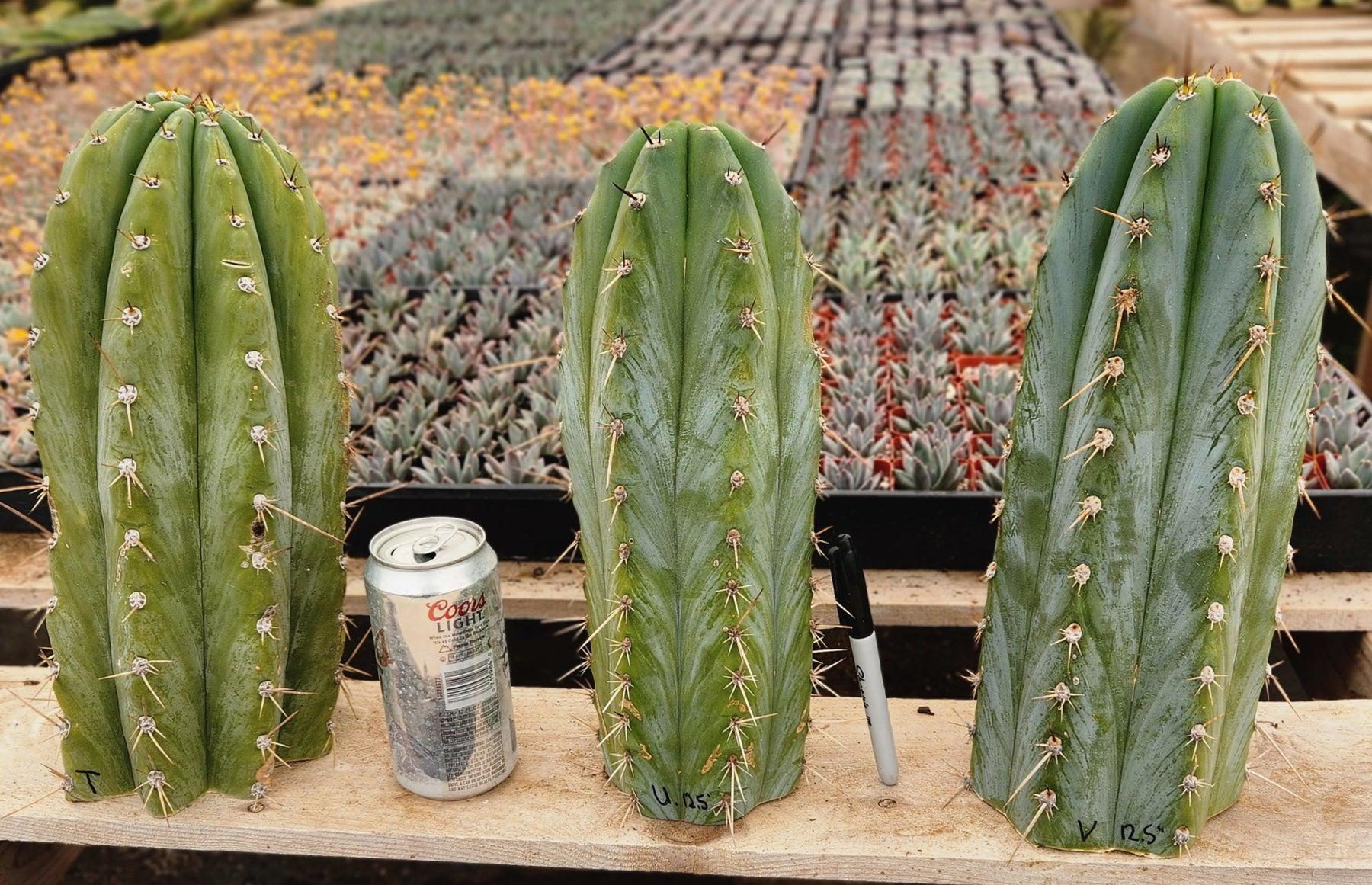 #EC20 EXACT Trichocereus Peruvianus TSS Blue Peru Cactus Cutting 12"-Cactus - Large - Exact-The Succulent Source