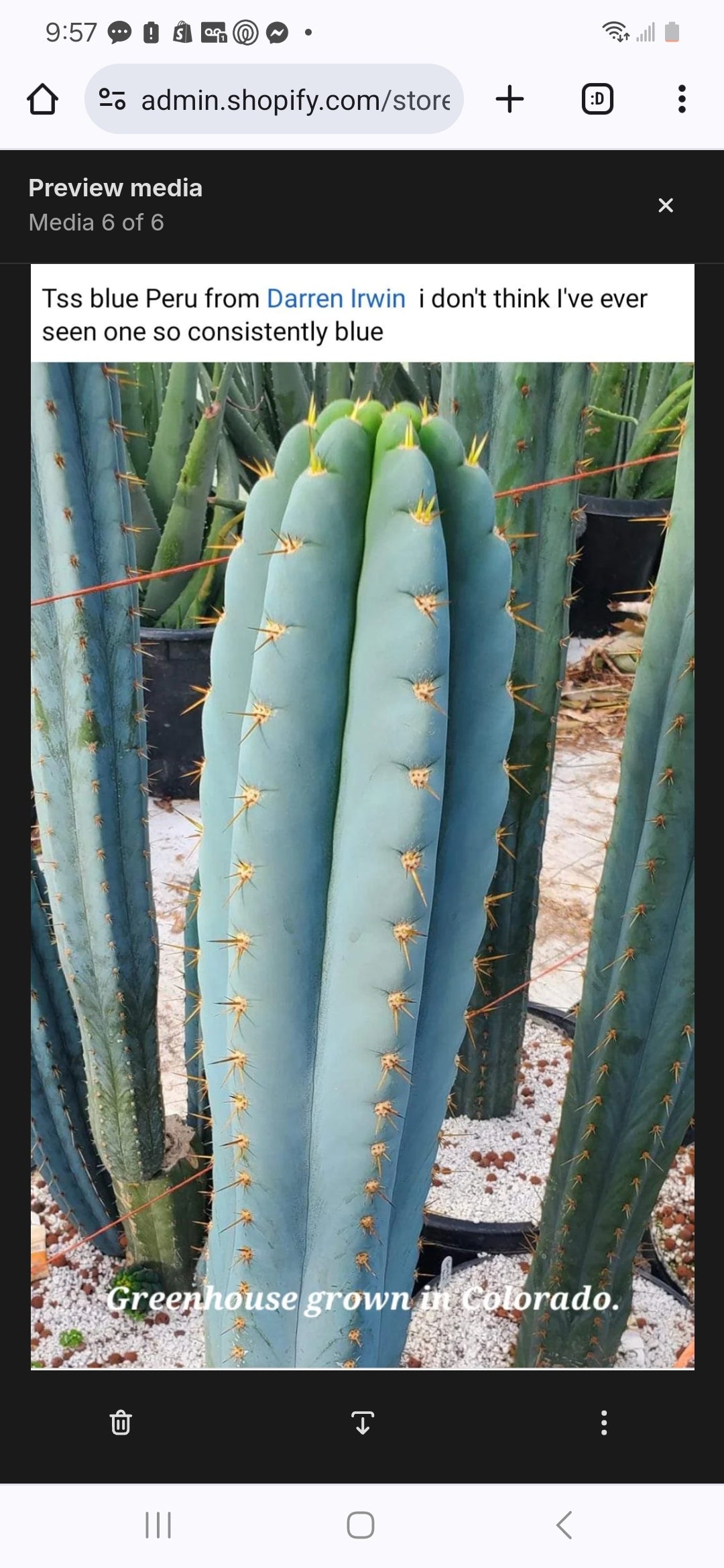 #EC20 EXACT Trichocereus Peruvianus TSS Blue Peru Cactus Cutting 12"-Cactus - Large - Exact-The Succulent Source