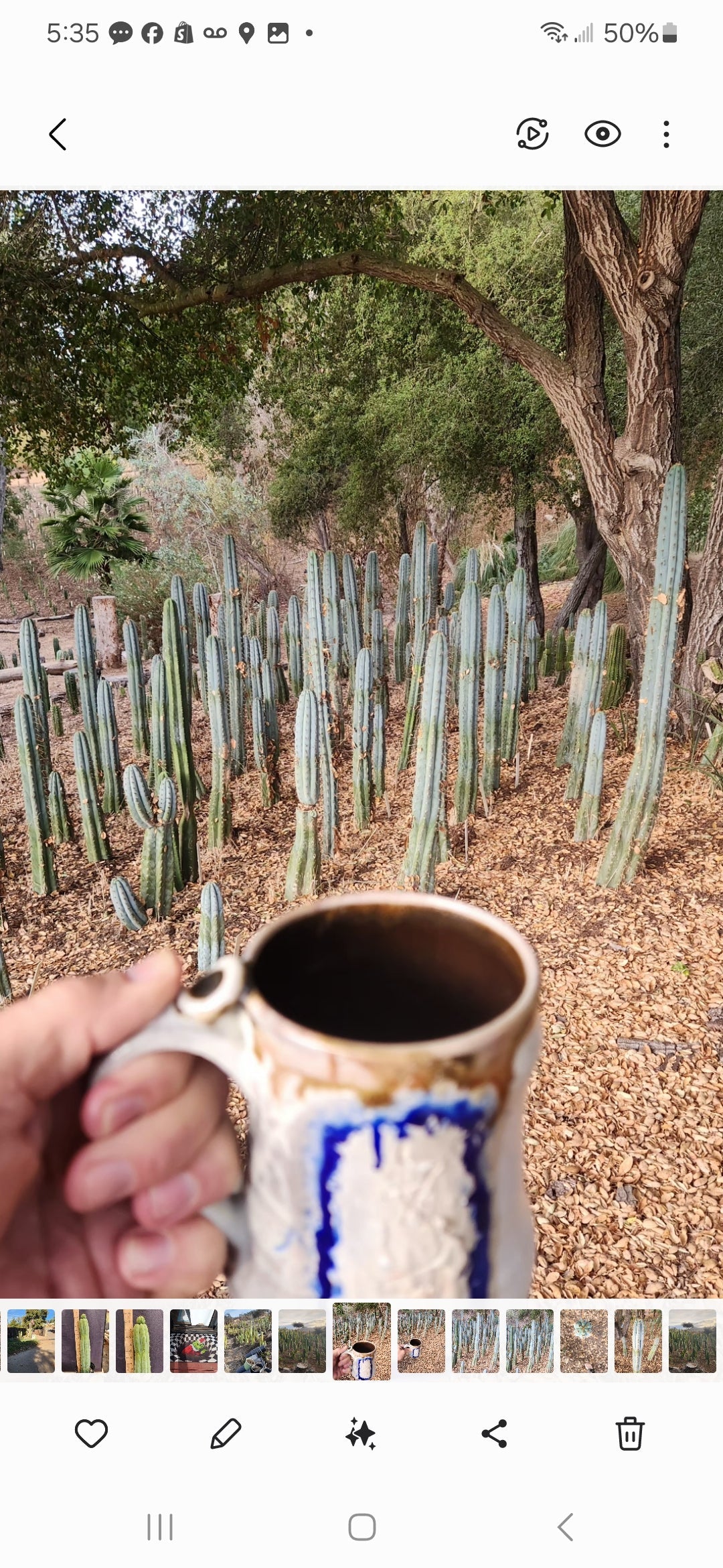 #EC20 EXACT Trichocereus Peruvianus TSSBP Blue Peru Cactus Cutting 12"-Cactus - Large - Exact-The Succulent Source