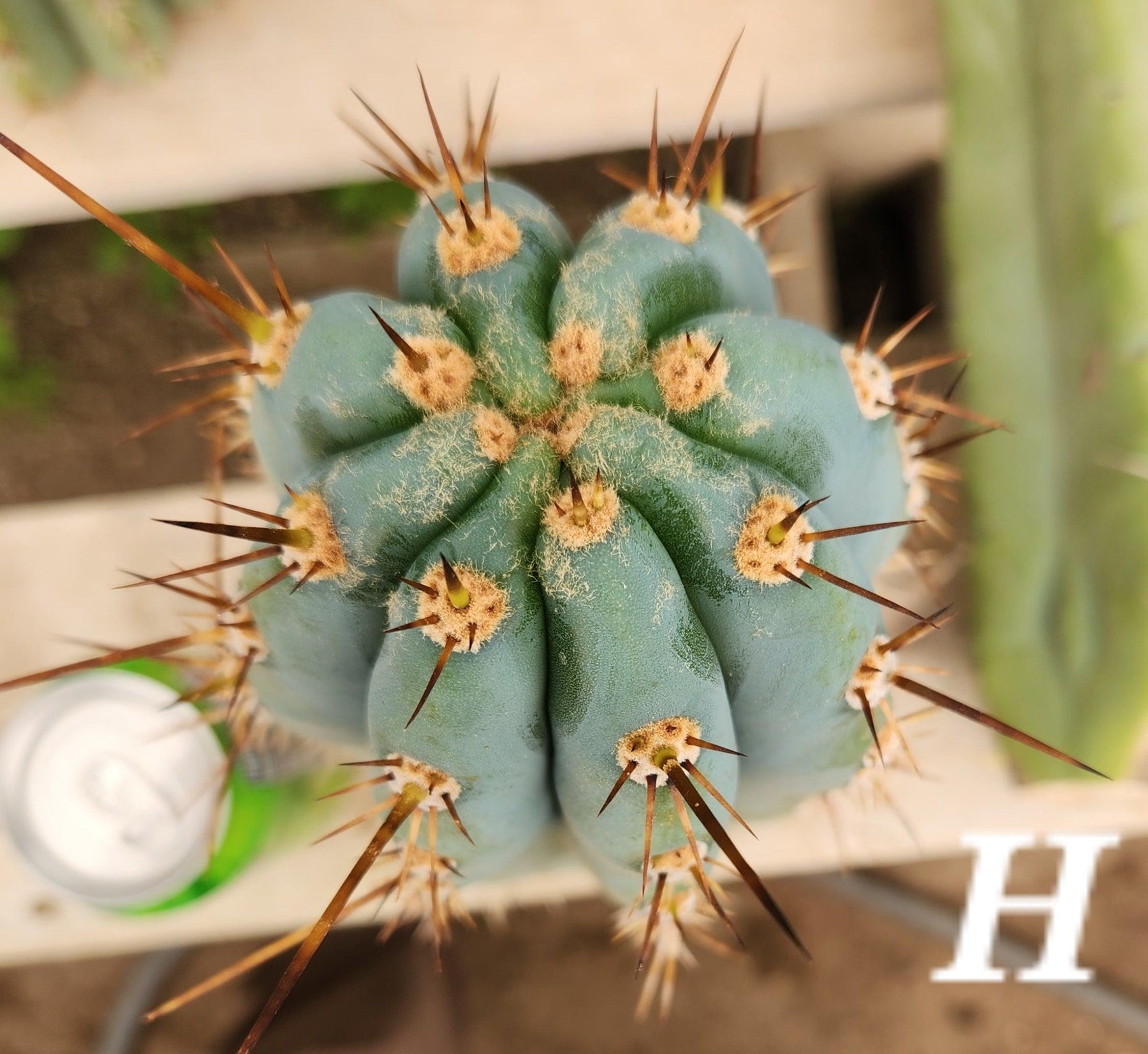 #EC20 EXACT Trichocereus Peruvianus TSS Blue Peru Cactus Cutting 12"-Cactus - Large - Exact-The Succulent Source