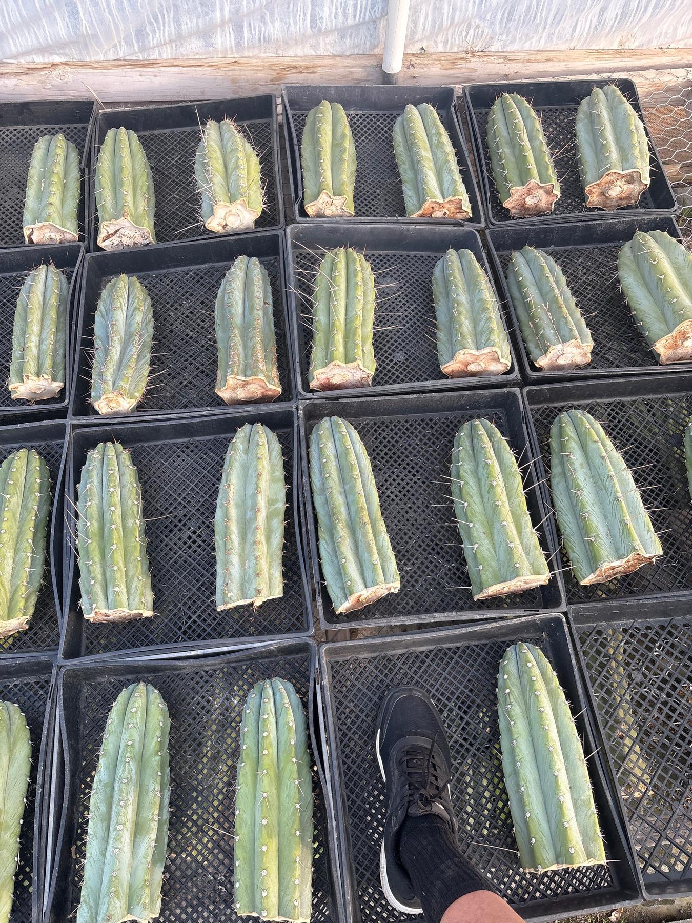 #EC20 EXACT Trichocereus Peruvianus TSSBP Blue Peru Cactus Cutting 12"-Cactus - Large - Exact-The Succulent Source