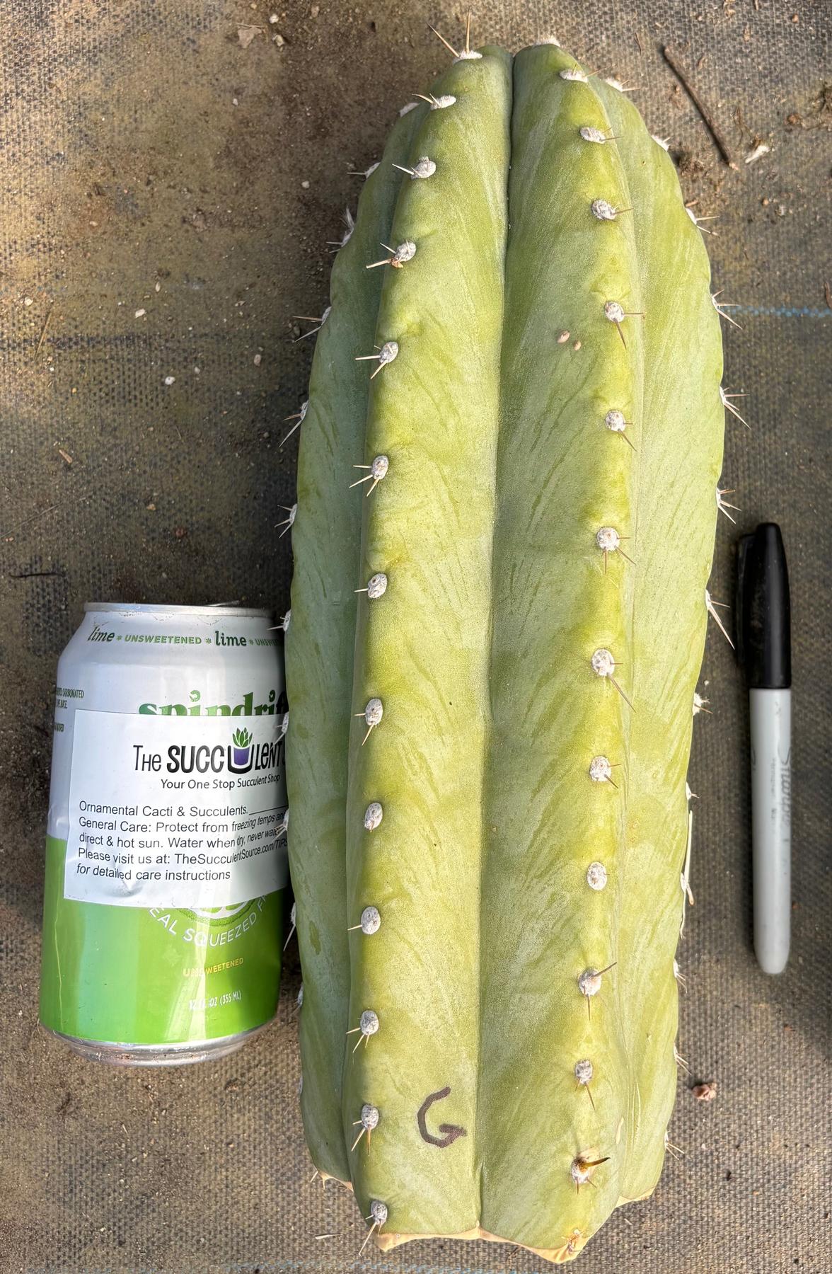 #EC20 EXACT Trichocereus Peruvianus TSSBP Blue Peru Cactus Cutting 12"-Cactus - Large - Exact-The Succulent Source
