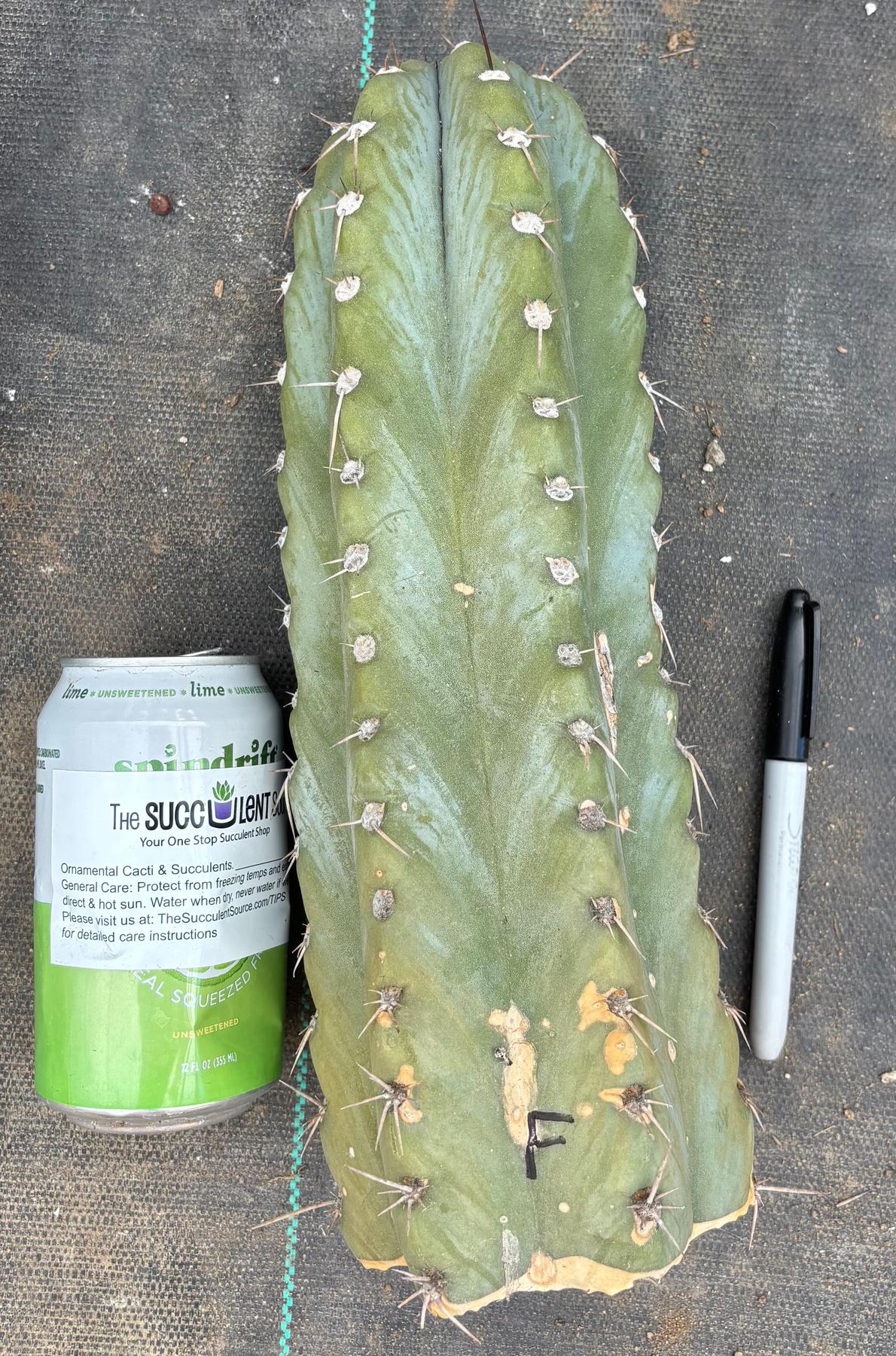 #EC20 EXACT Trichocereus Peruvianus TSSBP Blue Peru Cactus Cutting 12"-Cactus - Large - Exact-The Succulent Source