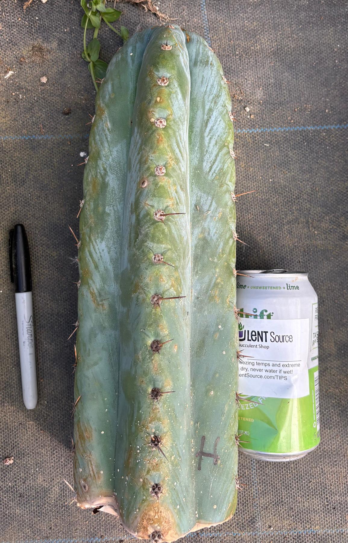 #EC20 EXACT Trichocereus Peruvianus TSSBP Blue Peru Cactus Cutting 12"-Cactus - Large - Exact-The Succulent Source