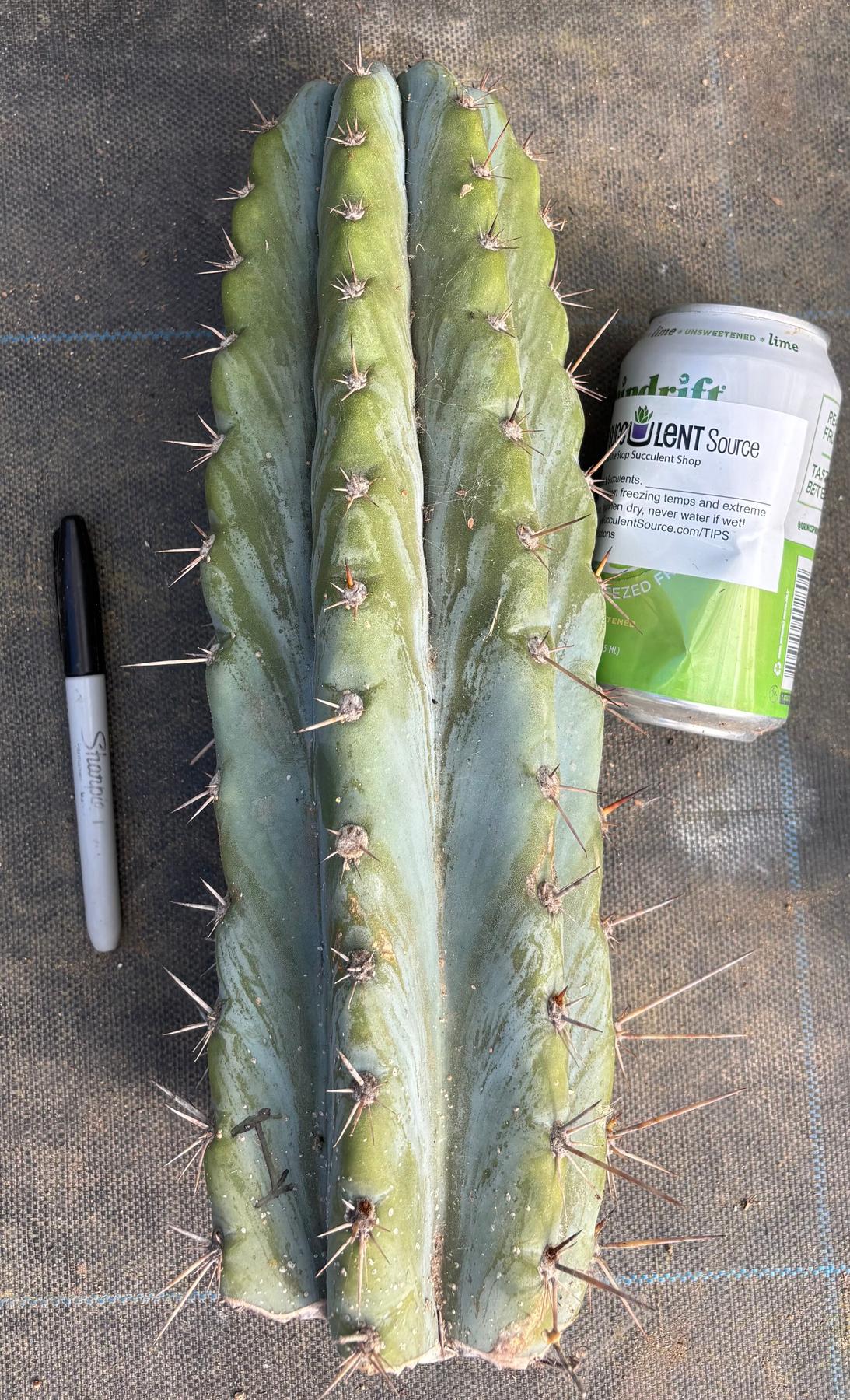 #EC20 EXACT Trichocereus Peruvianus TSSBP Blue Peru Cactus Cutting 12"-Cactus - Large - Exact-The Succulent Source