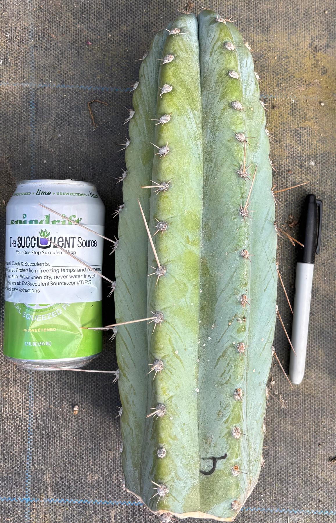 #EC20 EXACT Trichocereus Peruvianus TSSBP Blue Peru Cactus Cutting 12"-Cactus - Large - Exact-The Succulent Source