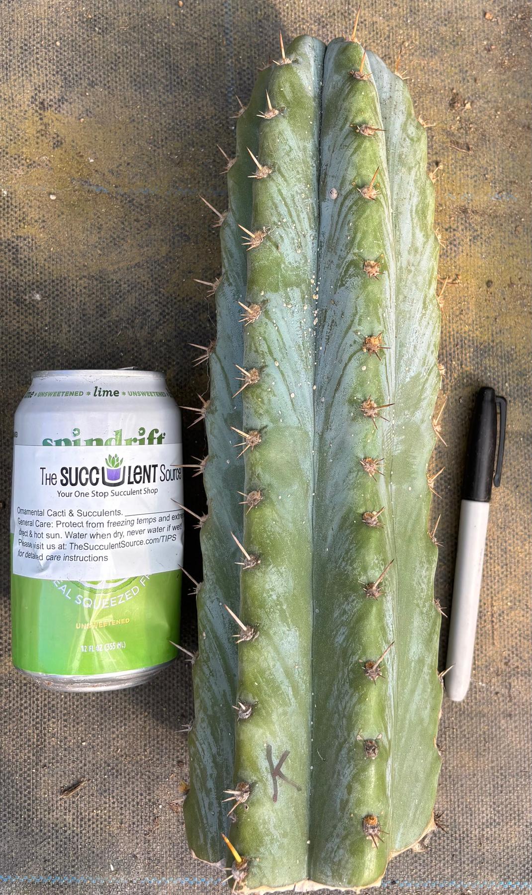 #EC20 EXACT Trichocereus Peruvianus TSSBP Blue Peru Cactus Cutting 12"-Cactus - Large - Exact-The Succulent Source