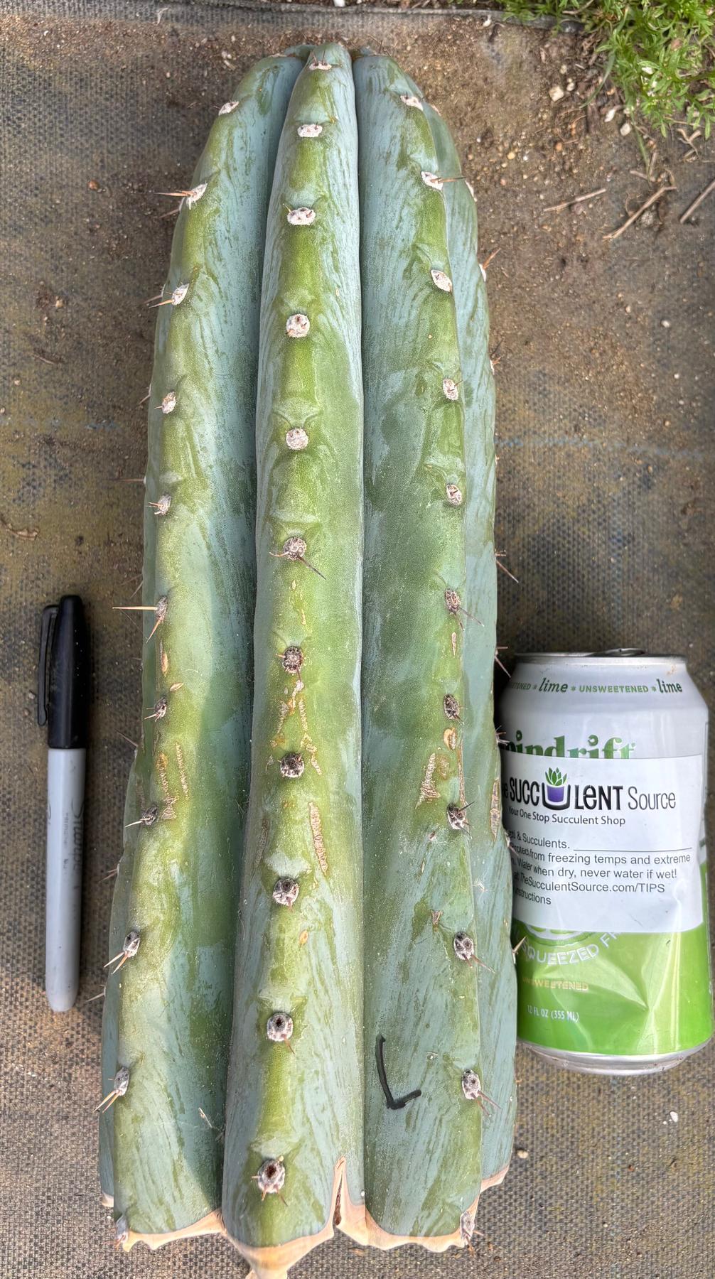 #EC20 EXACT Trichocereus Peruvianus TSSBP Blue Peru Cactus Cutting 12"-Cactus - Large - Exact-The Succulent Source