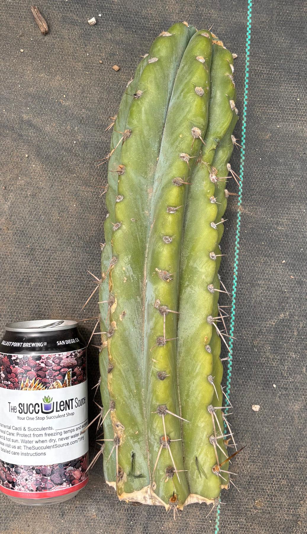 #EC20 EXACT Trichocereus Peruvianus TSSBP Blue Peru Cactus Cutting 12"-Cactus - Large - Exact-The Succulent Source