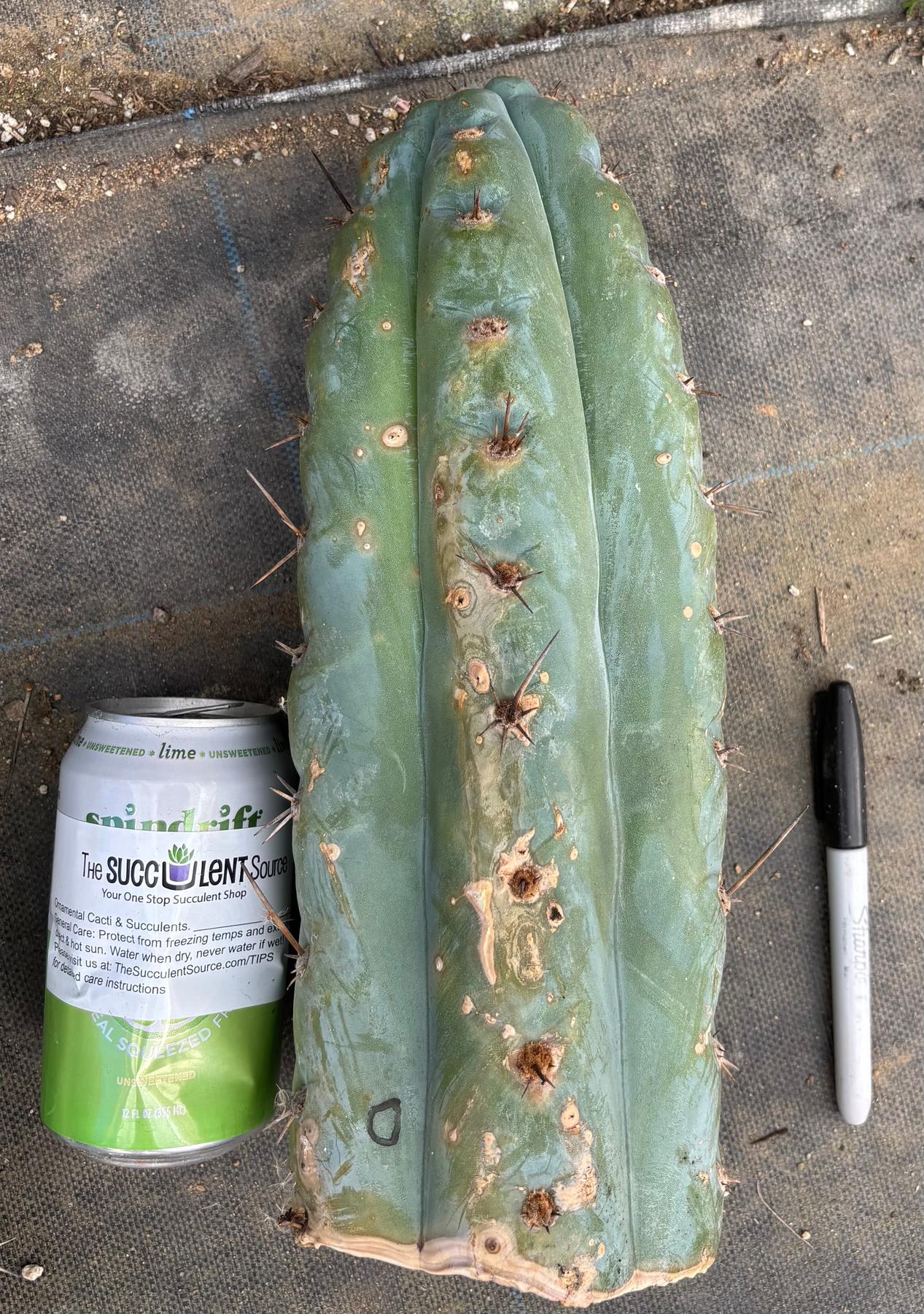 #EC20 EXACT Trichocereus Peruvianus TSSBP Blue Peru Cactus Cutting 12"-Cactus - Large - Exact-The Succulent Source