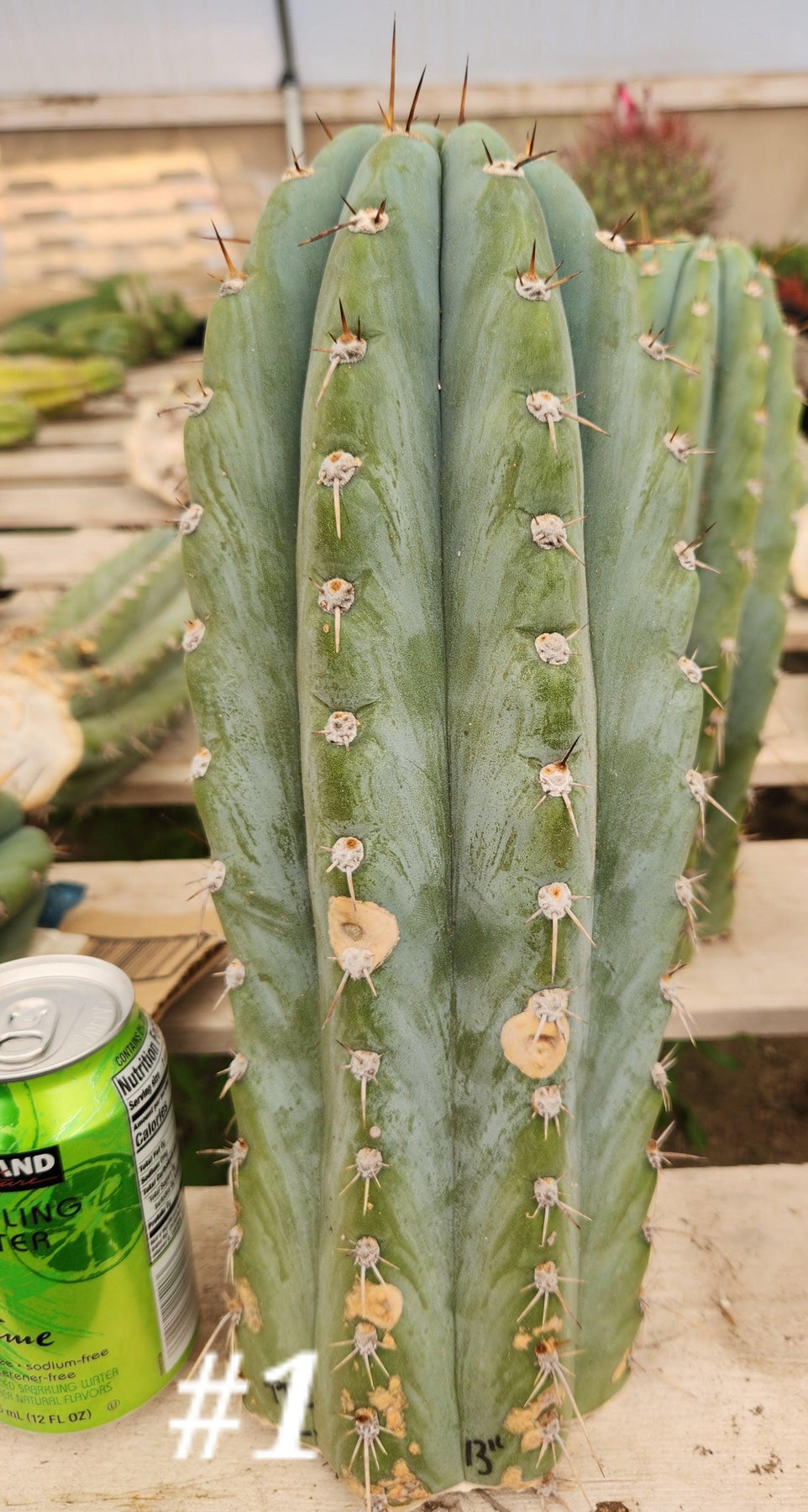 #EC20 EXACT Trichocereus Peruvianus TSS Blue Peru Cactus Cutting 12"-Cactus - Large - Exact-The Succulent Source