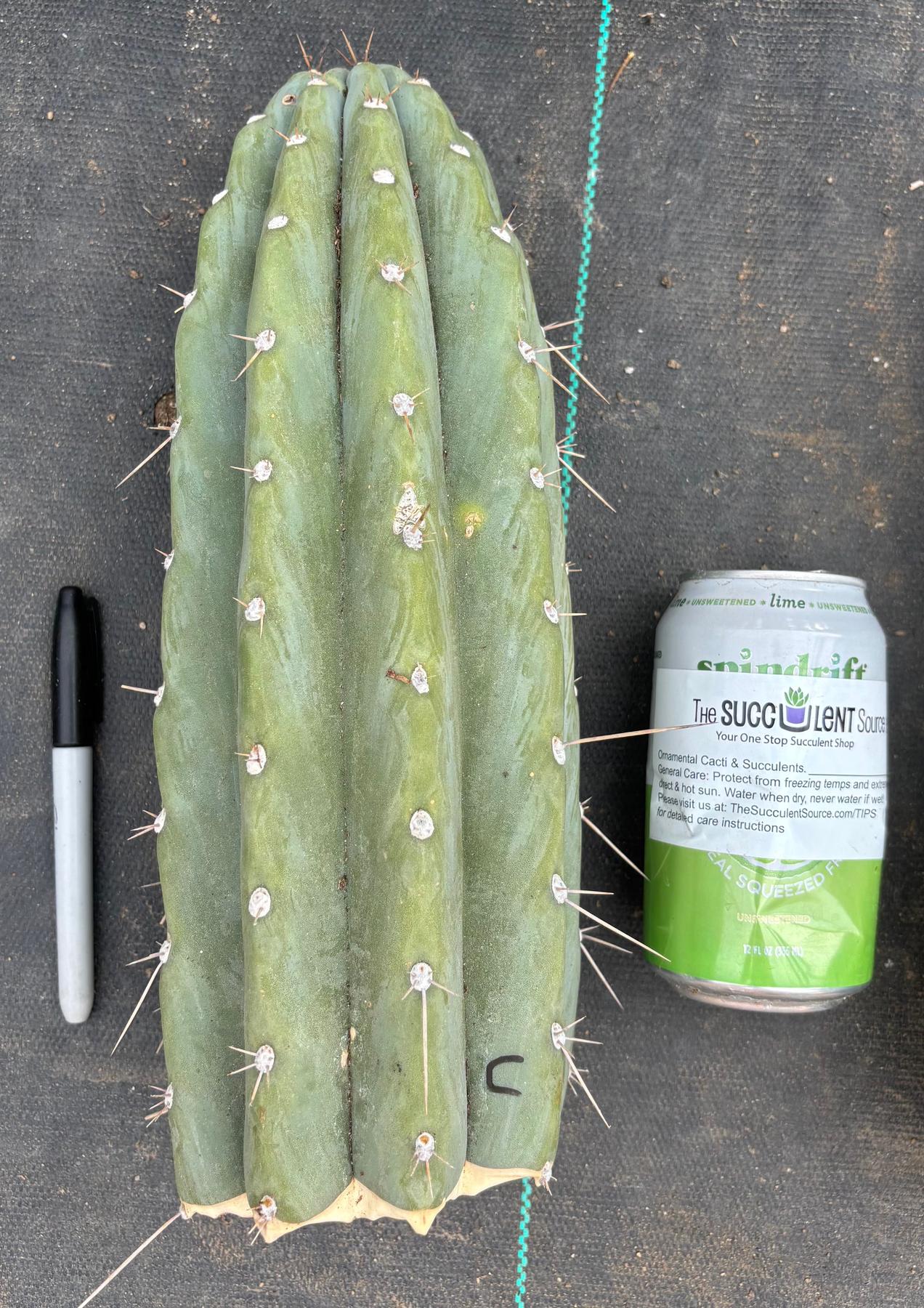 #EC20 EXACT Trichocereus Peruvianus TSSBP Blue Peru Cactus Cutting 12"-Cactus - Large - Exact-The Succulent Source