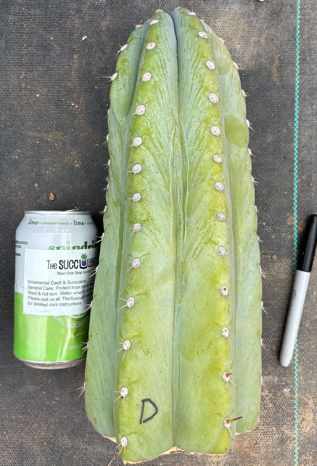 #EC20 EXACT Trichocereus Peruvianus TSSBP Blue Peru Cactus Cutting 12"-Cactus - Large - Exact-The Succulent Source