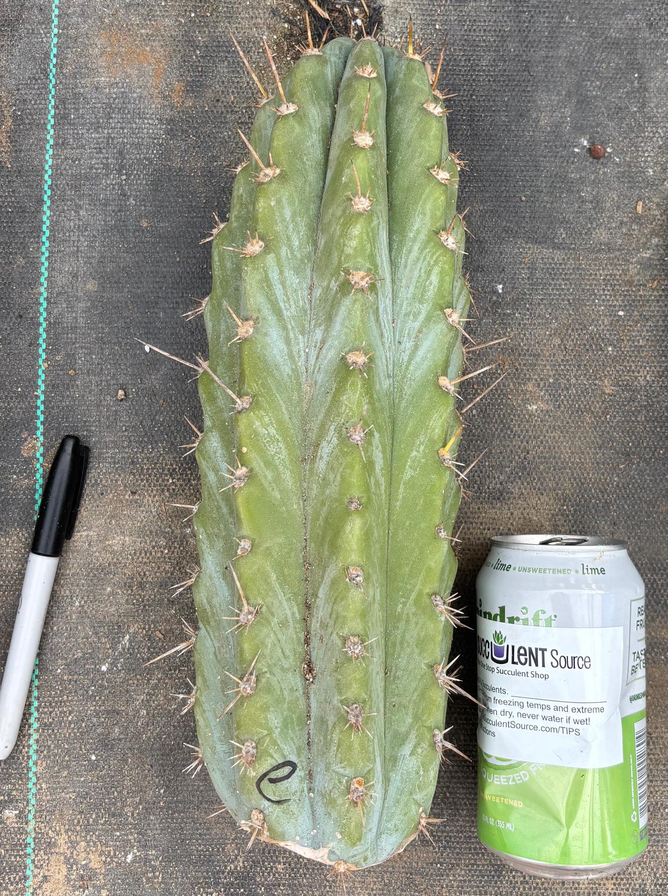 #EC20 EXACT Trichocereus Peruvianus TSSBP Blue Peru Cactus Cutting 12"-Cactus - Large - Exact-The Succulent Source