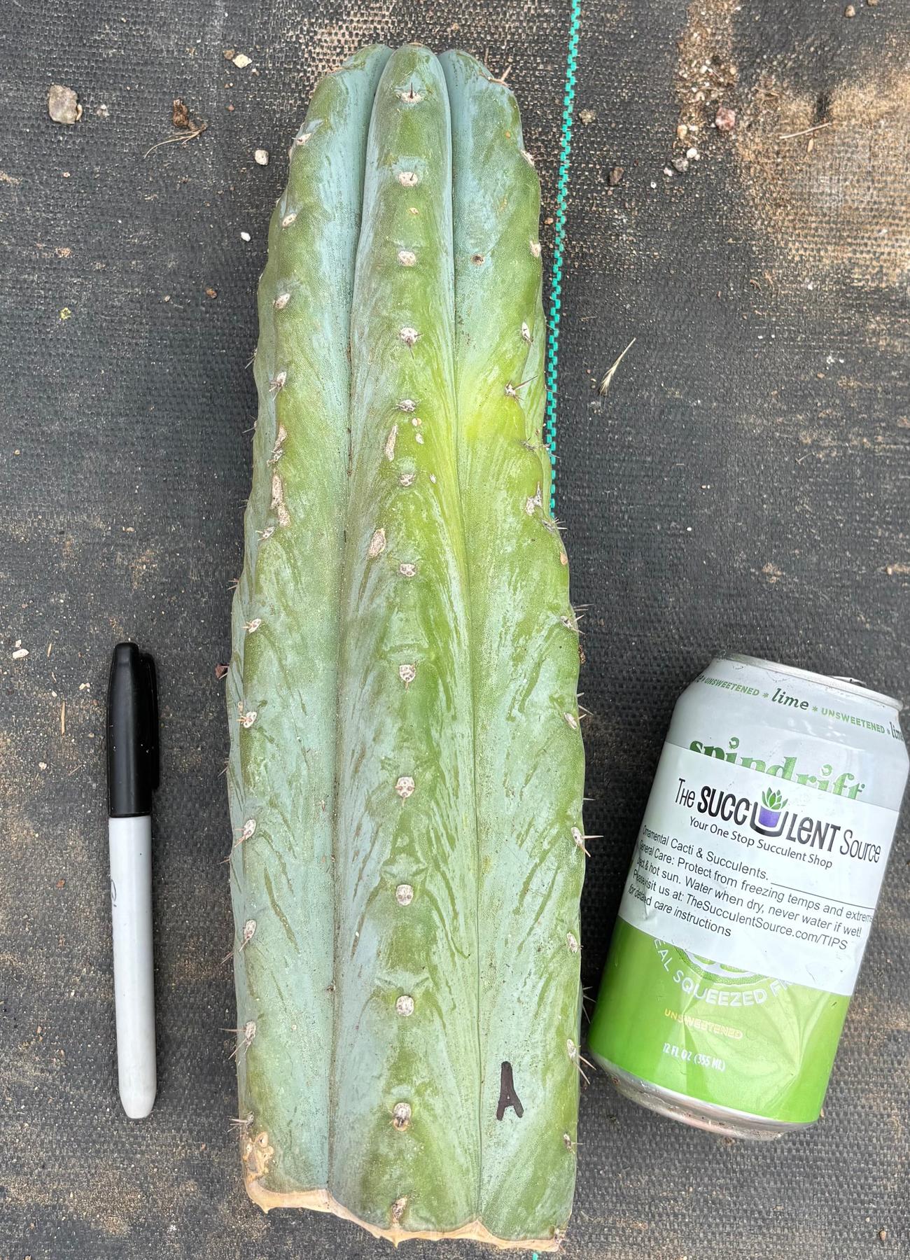 #EC20 EXACT Trichocereus Peruvianus TSSBP Blue Peru Cactus Cutting 12"-Cactus - Large - Exact-The Succulent Source