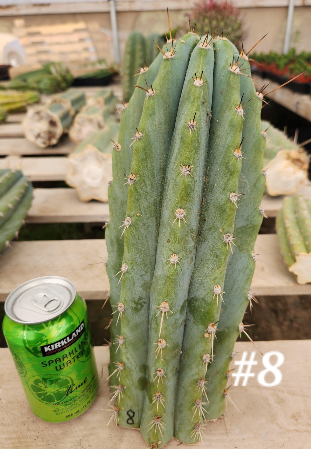 #EC20 EXACT Trichocereus Peruvianus TSS Blue Peru Cactus Cutting 12"-Cactus - Large - Exact-The Succulent Source