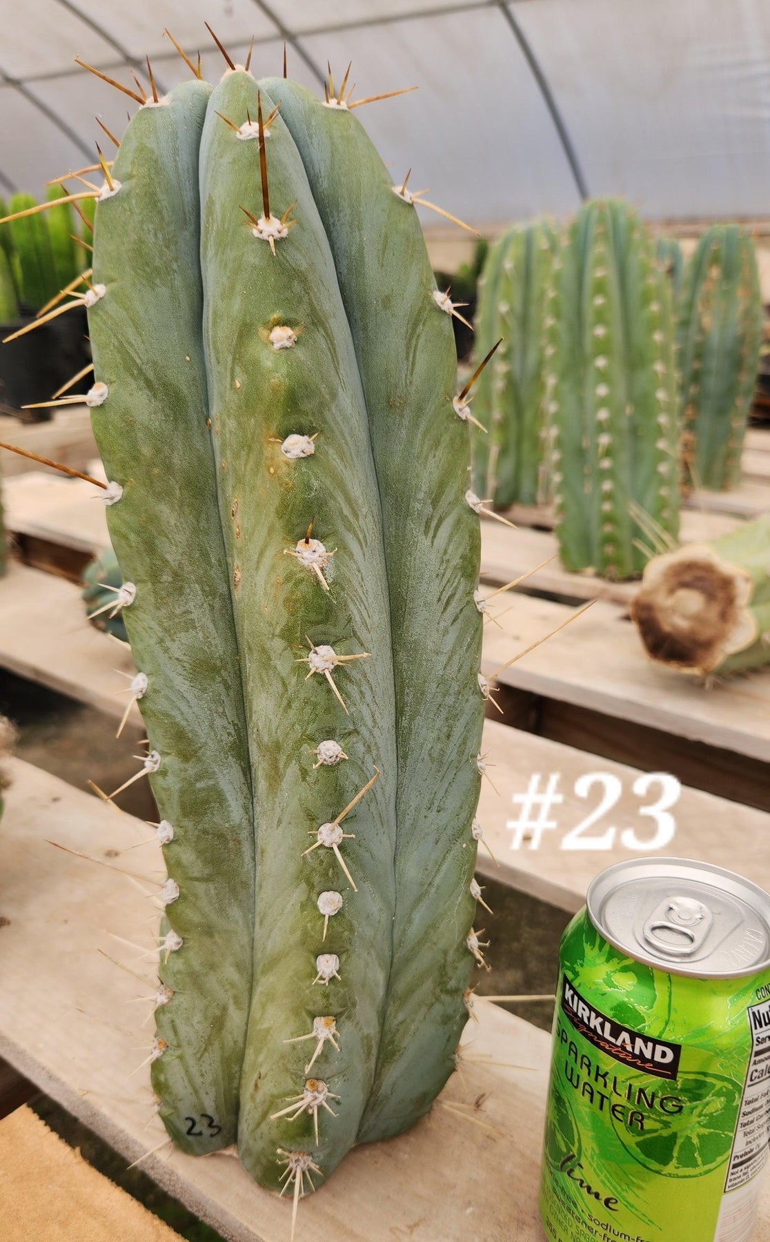 #EC20 EXACT Trichocereus Peruvianus TSS Blue Peru Cactus Cutting 12"-Cactus - Large - Exact-The Succulent Source