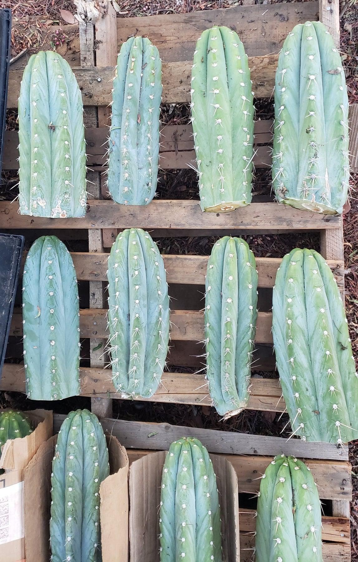 #EC20 EXACT Trichocereus Peruvianus TSS Blue Peru Cactus Cutting 12"-Cactus - Large - Exact-The Succulent Source