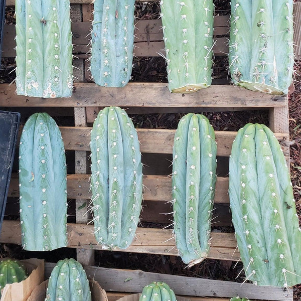 EC20 EXACT Trichocereus Peruvianus TSSBP Blue Peru Cactus