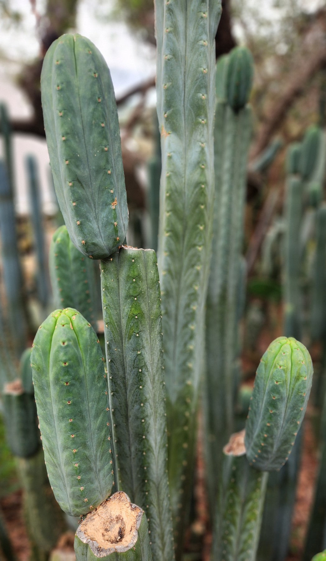 #EC200 EXACT Trichocereus Pachanoi BGH Cactus cutting-Cactus - Large - Exact-The Succulent Source