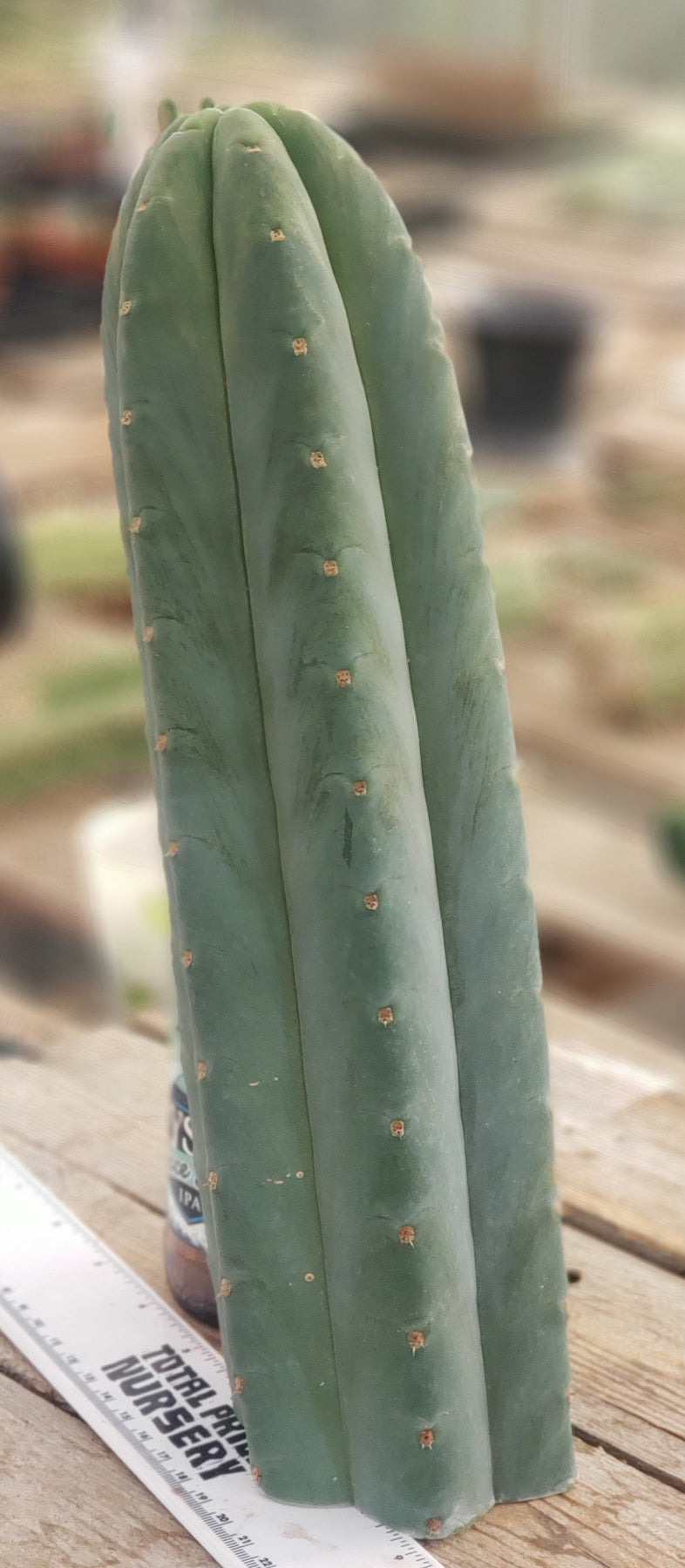 #EC200 EXACT Trichocereus Pachanoi Cactus cutting 12"-Cactus - Large - Exact-The Succulent Source