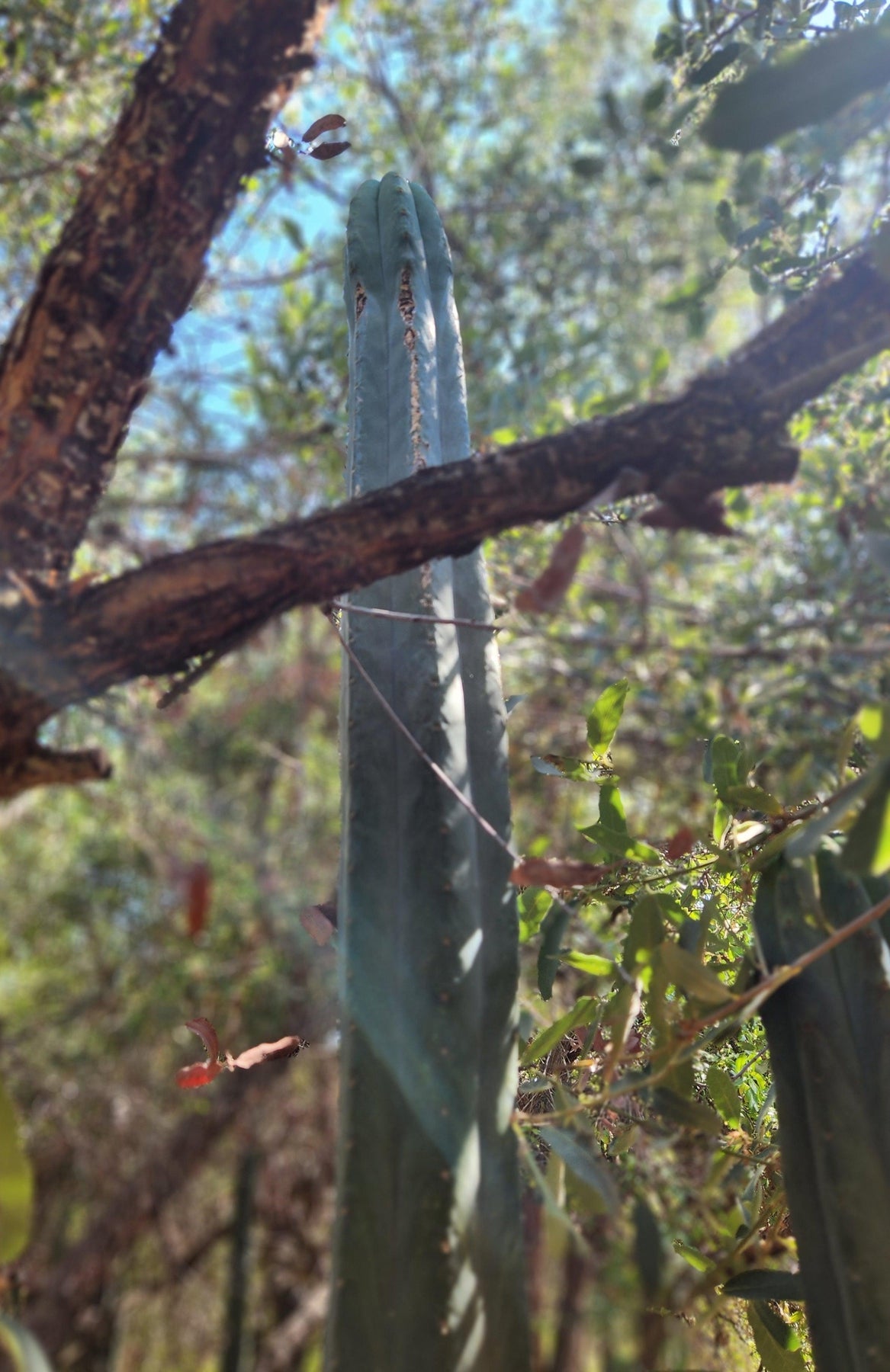 #EC200 EXACT Trichocereus Pachanoi Cactus cutting-Cactus - Large - Exact-The Succulent Source