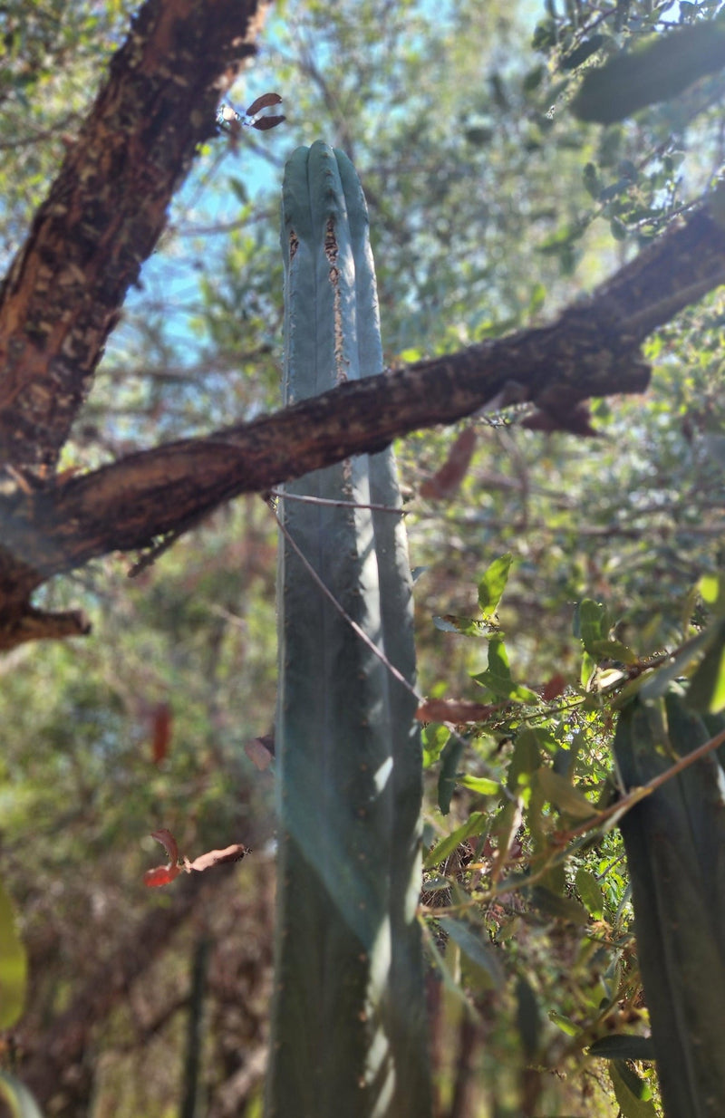 #EC200 EXACT Trichocereus Pachanoi BGH Cactus cutting