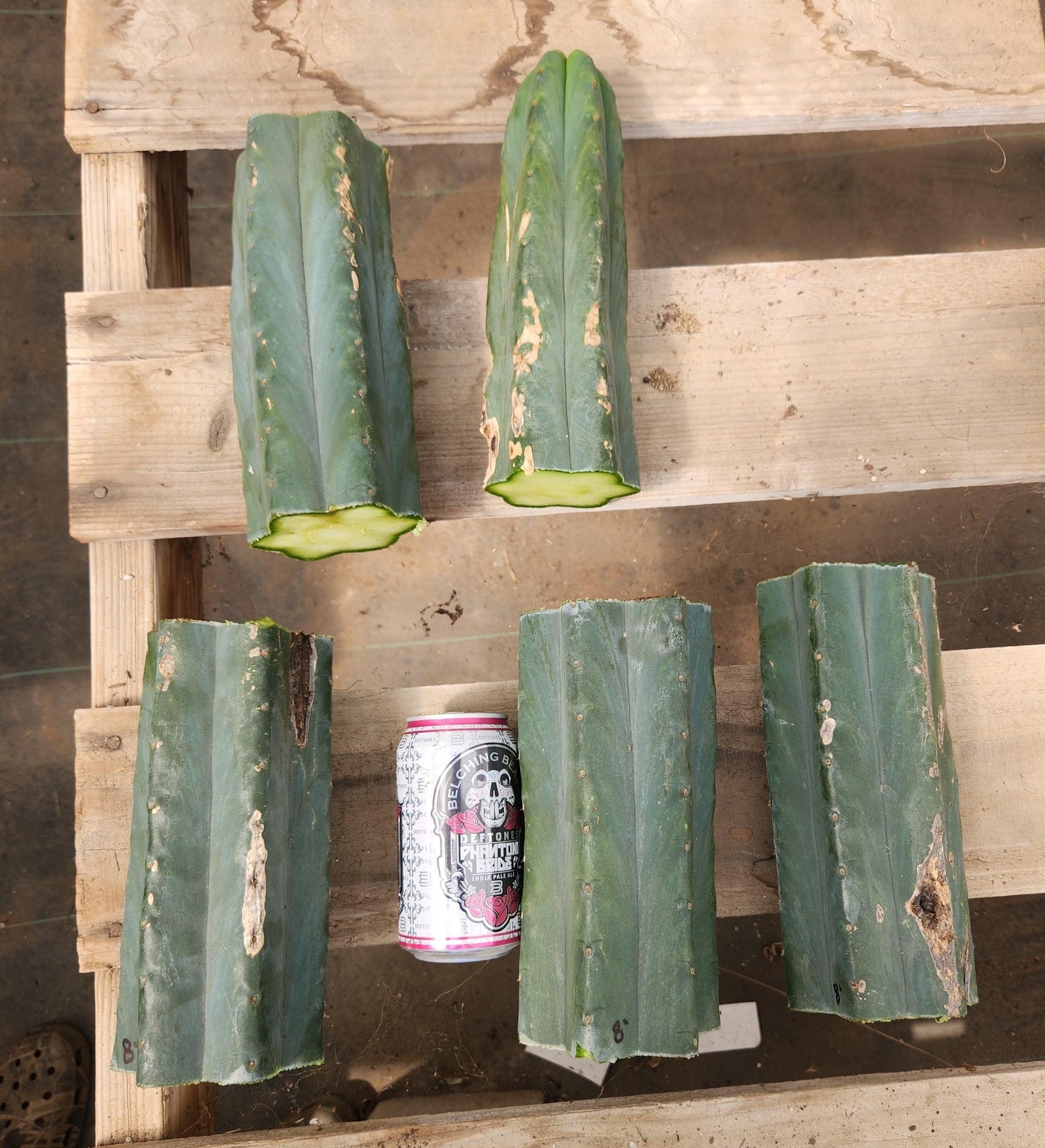 #EC200 EXACT Trichocereus Pachanoi Cactus cutting-Cactus - Large - Exact-The Succulent Source