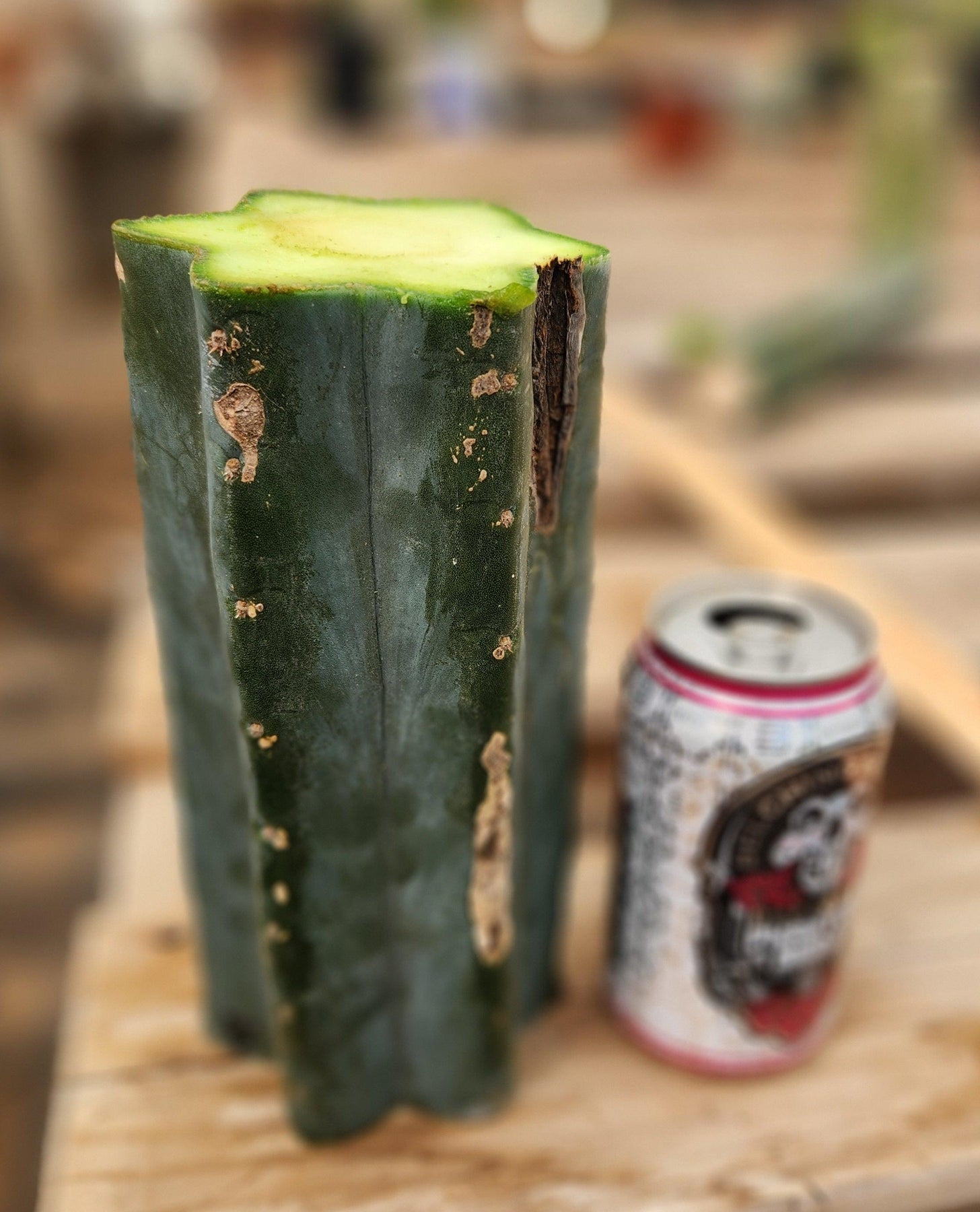 #EC200 EXACT Trichocereus Pachanoi Cactus cutting-Cactus - Large - Exact-The Succulent Source