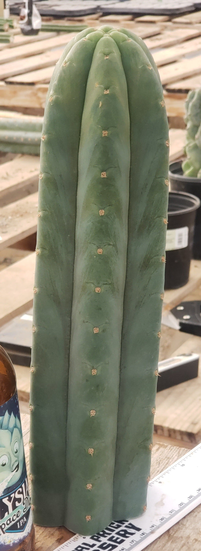 #EC200 EXACT Trichocereus Pachanoi Cactus cutting 12"-Cactus - Large - Exact-The Succulent Source