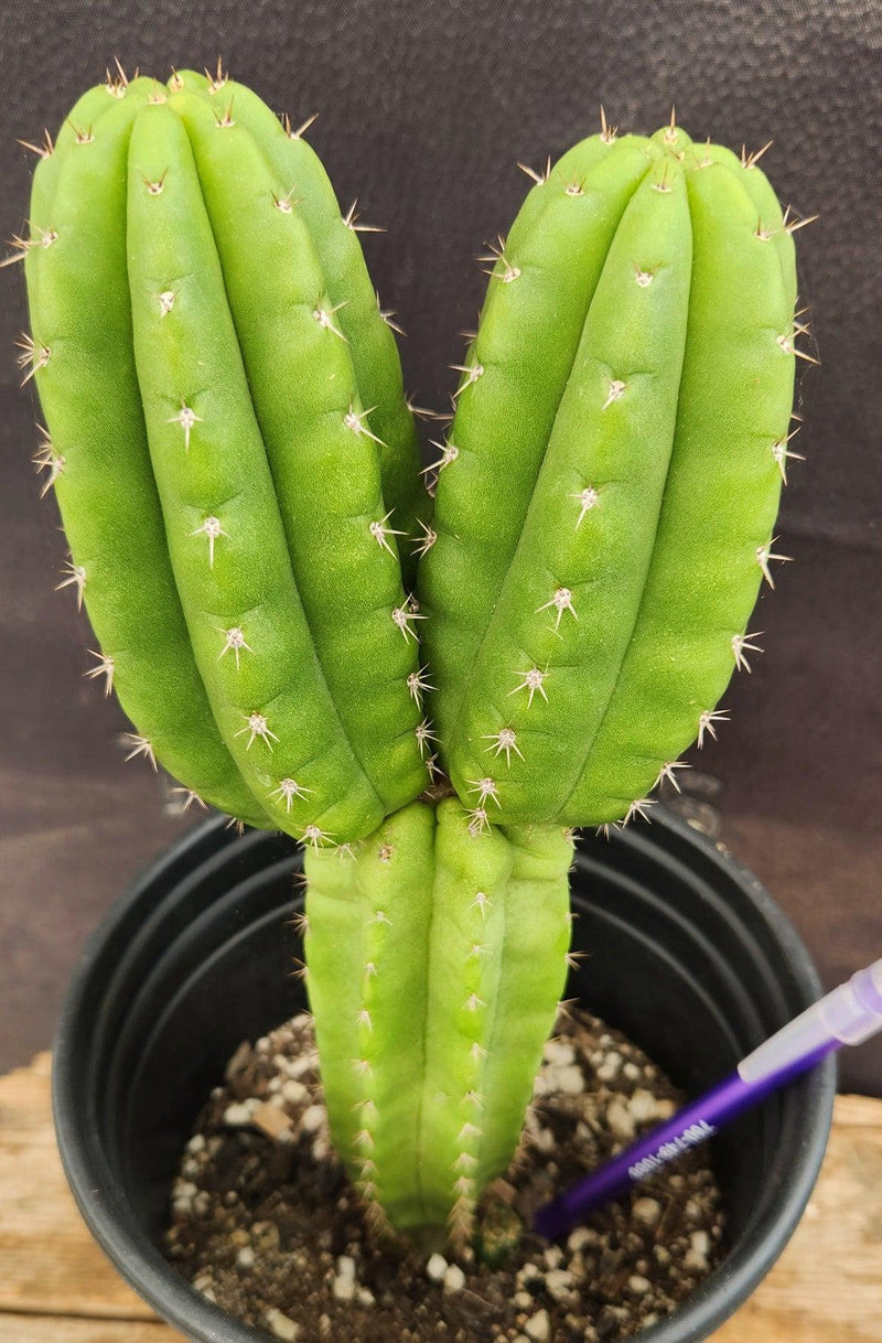 #EC201 EXACT Trichocereus Hybrid Huarazensis X Phoenix Pachanoi Ornamental Cactus 10.5"