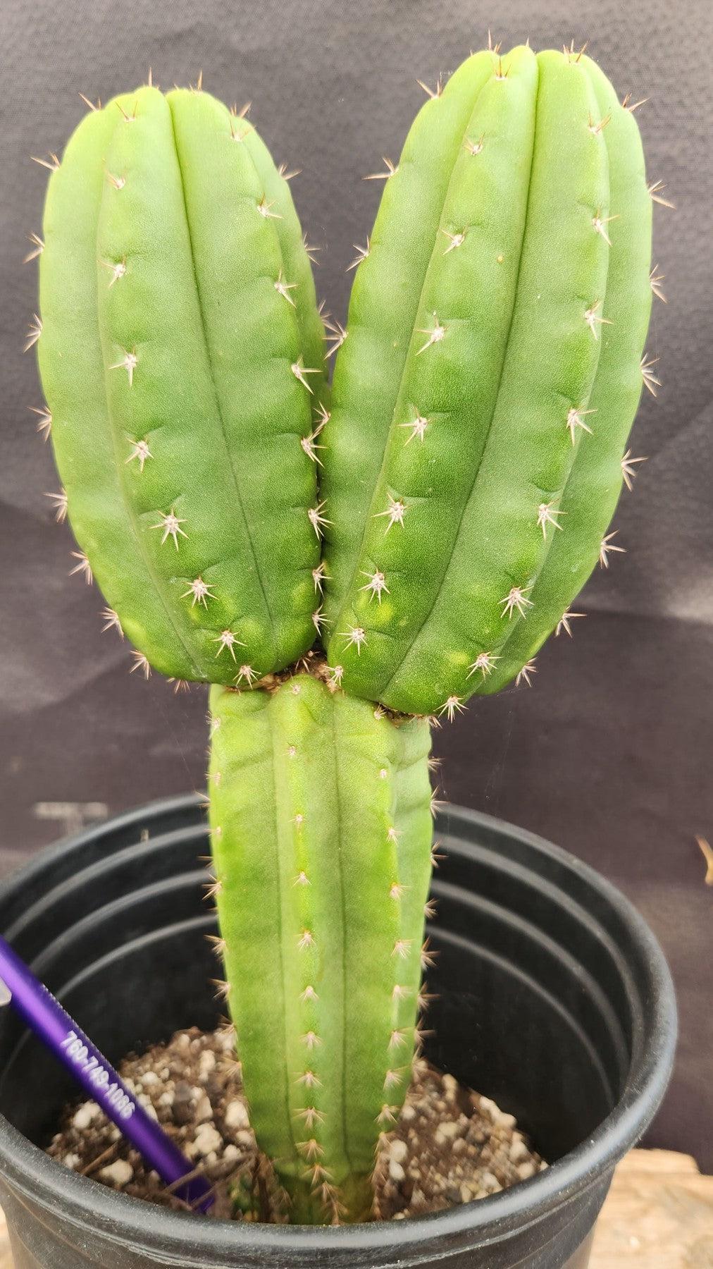 #EC201 EXACT Trichocereus Hybrid Huarazensis X Phoenix Pachanoi Ornamental Cactus 10.5"-Cactus - Large - Exact-The Succulent Source