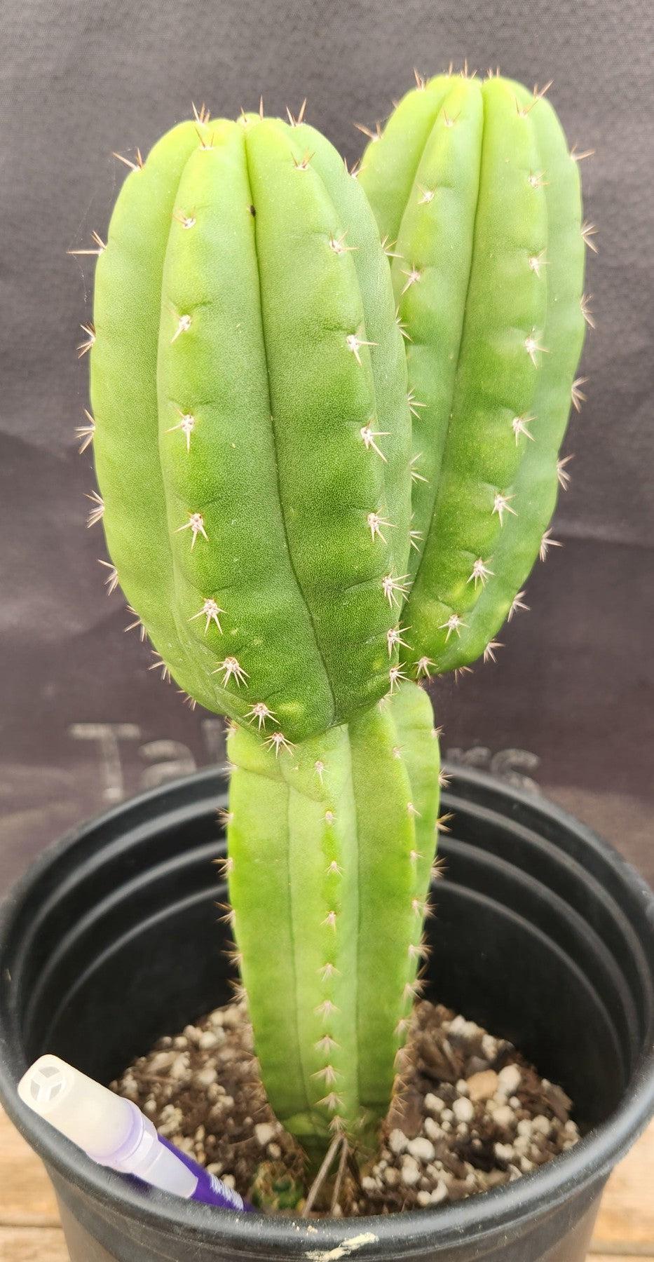 #EC201 EXACT Trichocereus Hybrid Huarazensis X Phoenix Pachanoi Ornamental Cactus 10.5"-Cactus - Large - Exact-The Succulent Source