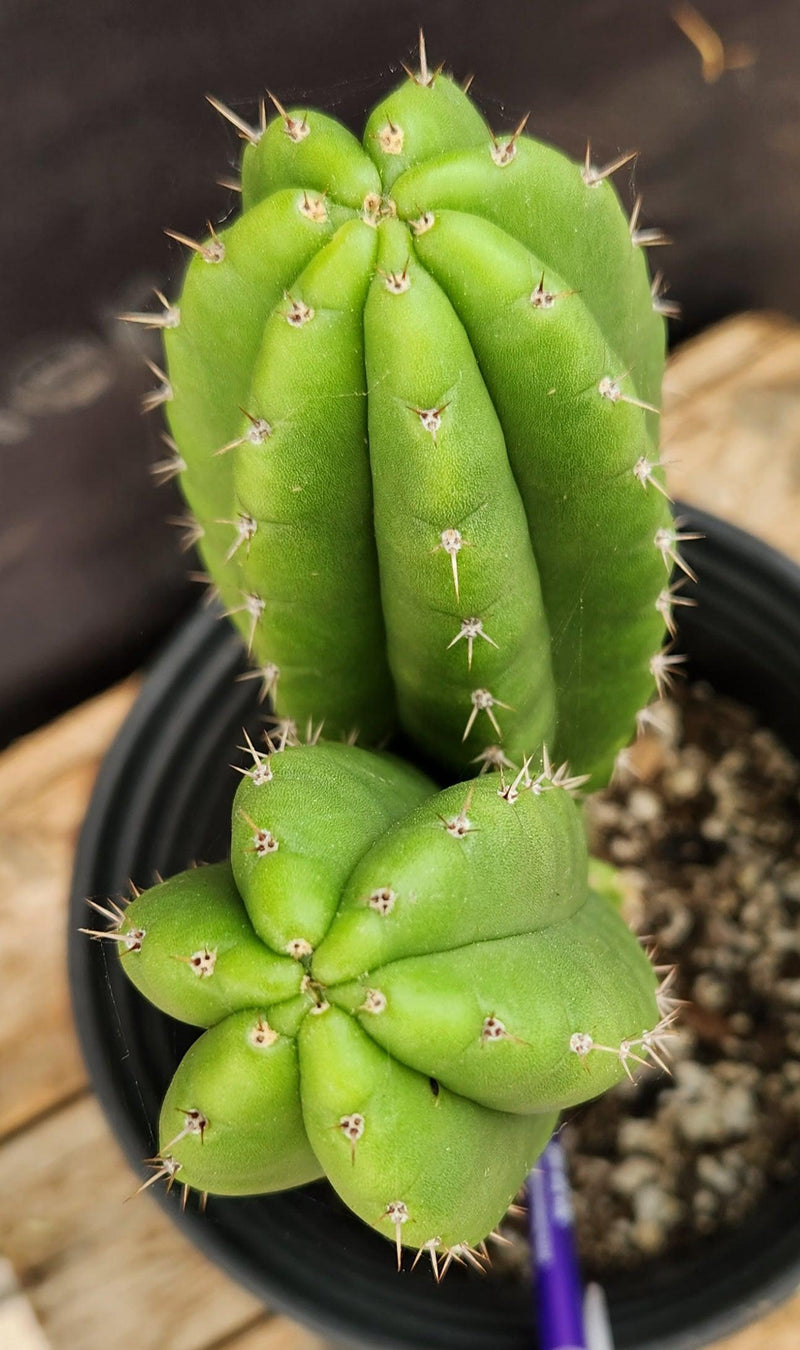 #EC201 EXACT Trichocereus Hybrid Huarazensis X Phoenix Pachanoi Ornamental Cactus 10.5"