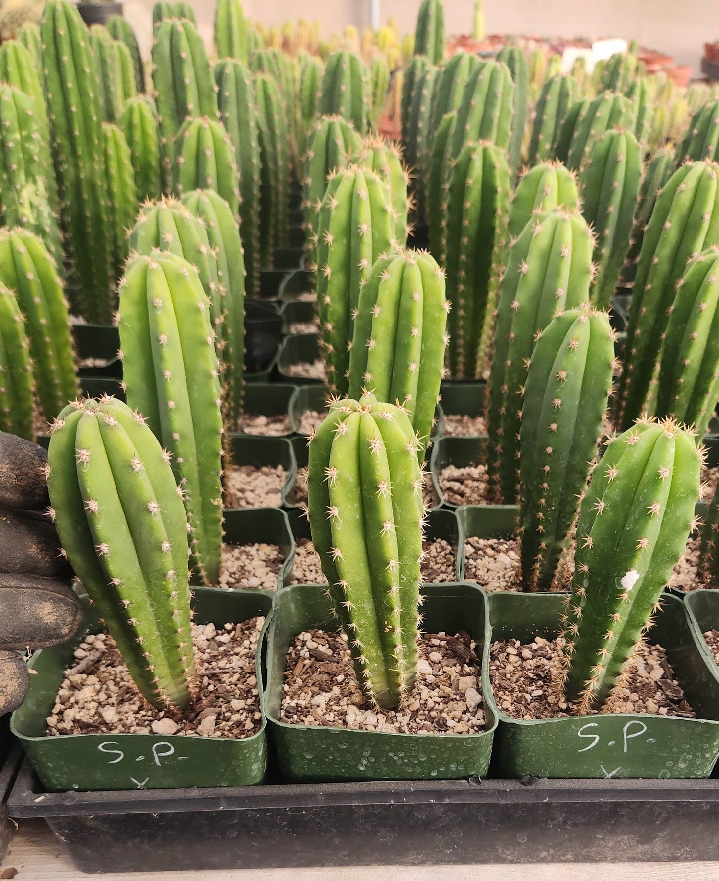 #EC201 EXACT Trichocereus Hybrid Super Pedro X Pachanoi Juuls Ornamental Cactus 5-6"-Cactus - Large - Exact-The Succulent Source