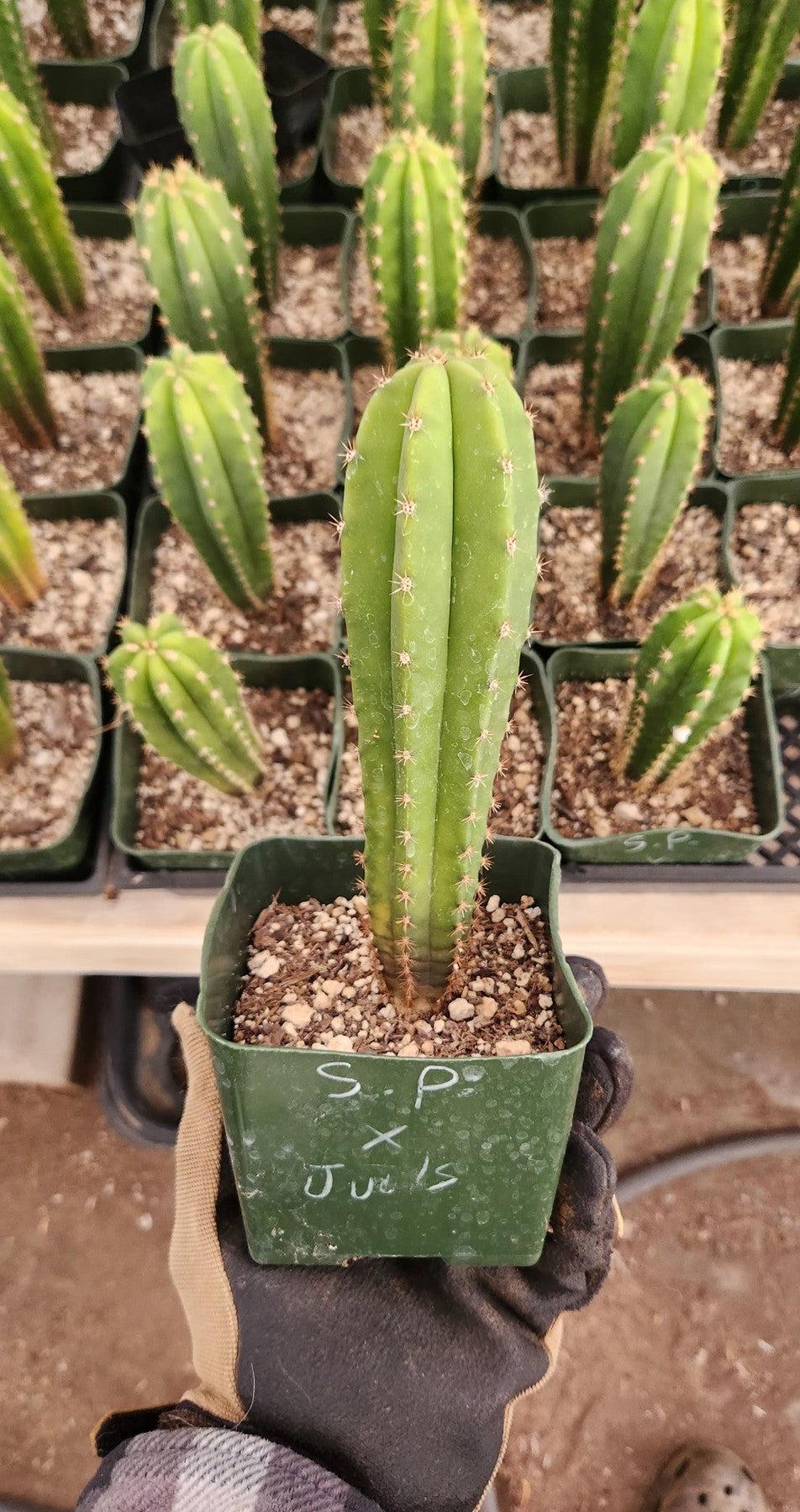 #EC201 EXACT Trichocereus Hybrid Super Pedro X Pachanoi Juuls Ornamental Cactus 5-6"-Cactus - Large - Exact-The Succulent Source