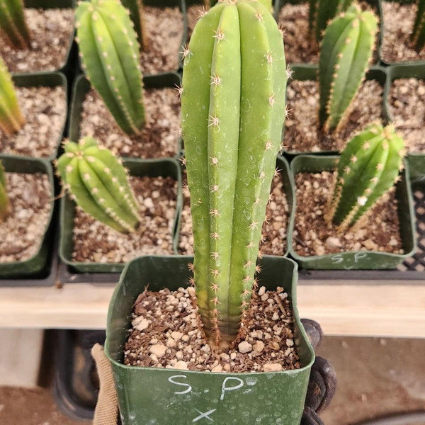 EC201 EXACT Trichocereus Hybrid Super Pedro X Pachanoi Juuls