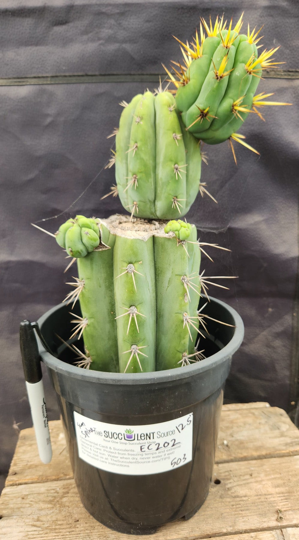 #EC202 EXACT Trichocereus Bridgesoid SunSpine Ornamental Cactus 12.5"-Cactus - Large - Exact-The Succulent Source