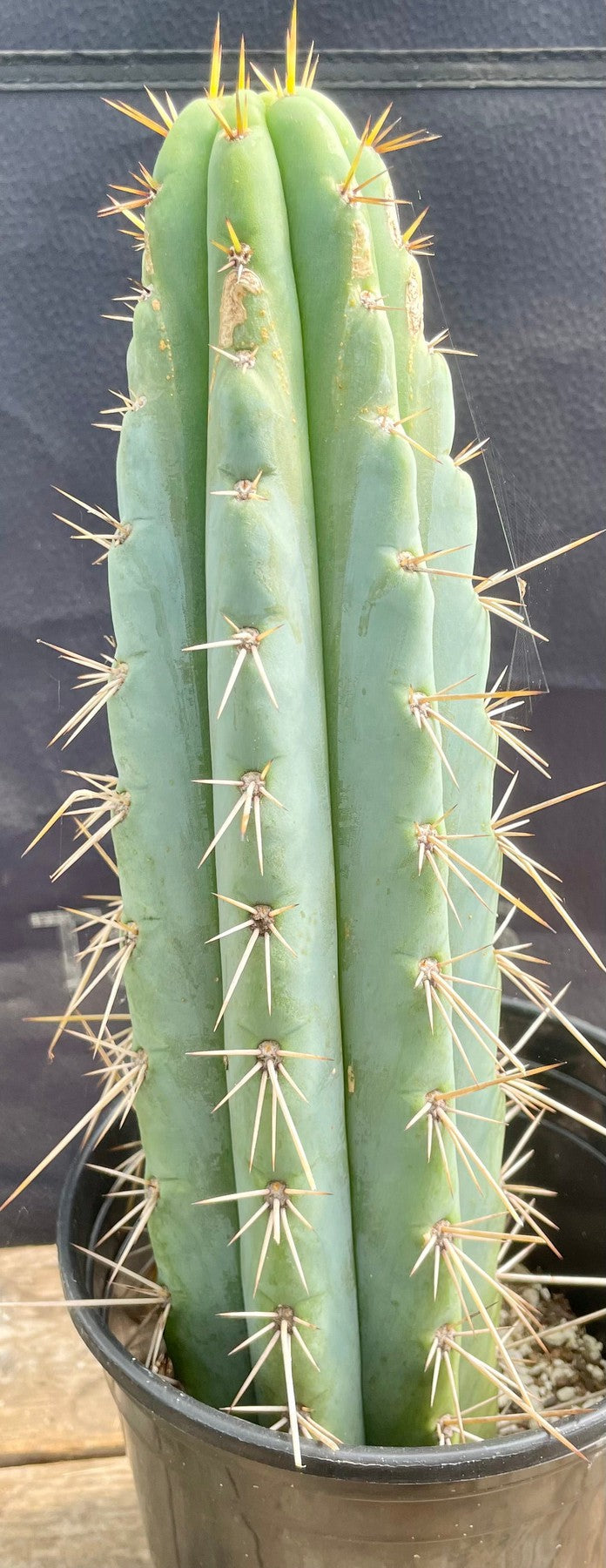 #EC202 EXACT Trichocereus Bridgesoid SunSpine Ornamental Cactus 12.5"-Cactus - Large - Exact-The Succulent Source