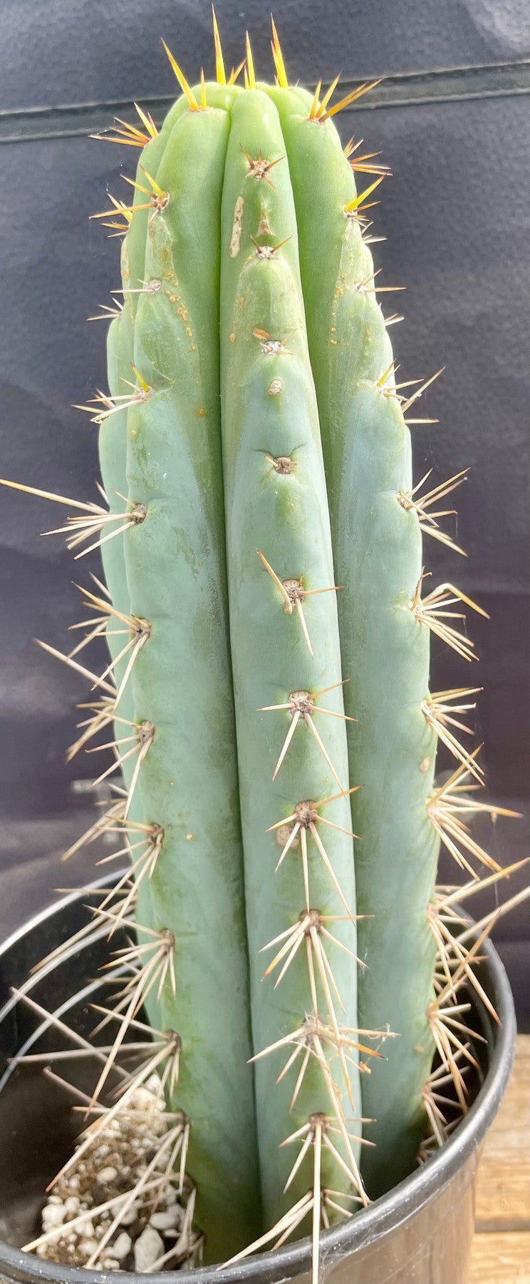 #EC202 EXACT Trichocereus Bridgesoid SunSpine Ornamental Cactus 12.5"-Cactus - Large - Exact-The Succulent Source