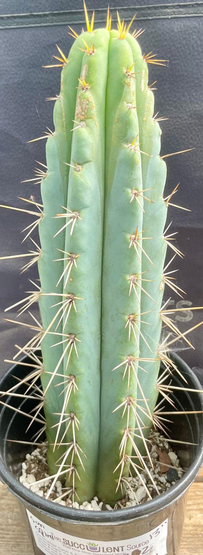 #EC202 EXACT Trichocereus Bridgesoid SunSpine Ornamental Cactus 12.5"-Cactus - Large - Exact-The Succulent Source