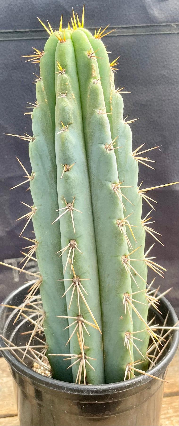 #EC202 EXACT Trichocereus Bridgesoid SunSpine Ornamental Cactus 12.5"-Cactus - Large - Exact-The Succulent Source