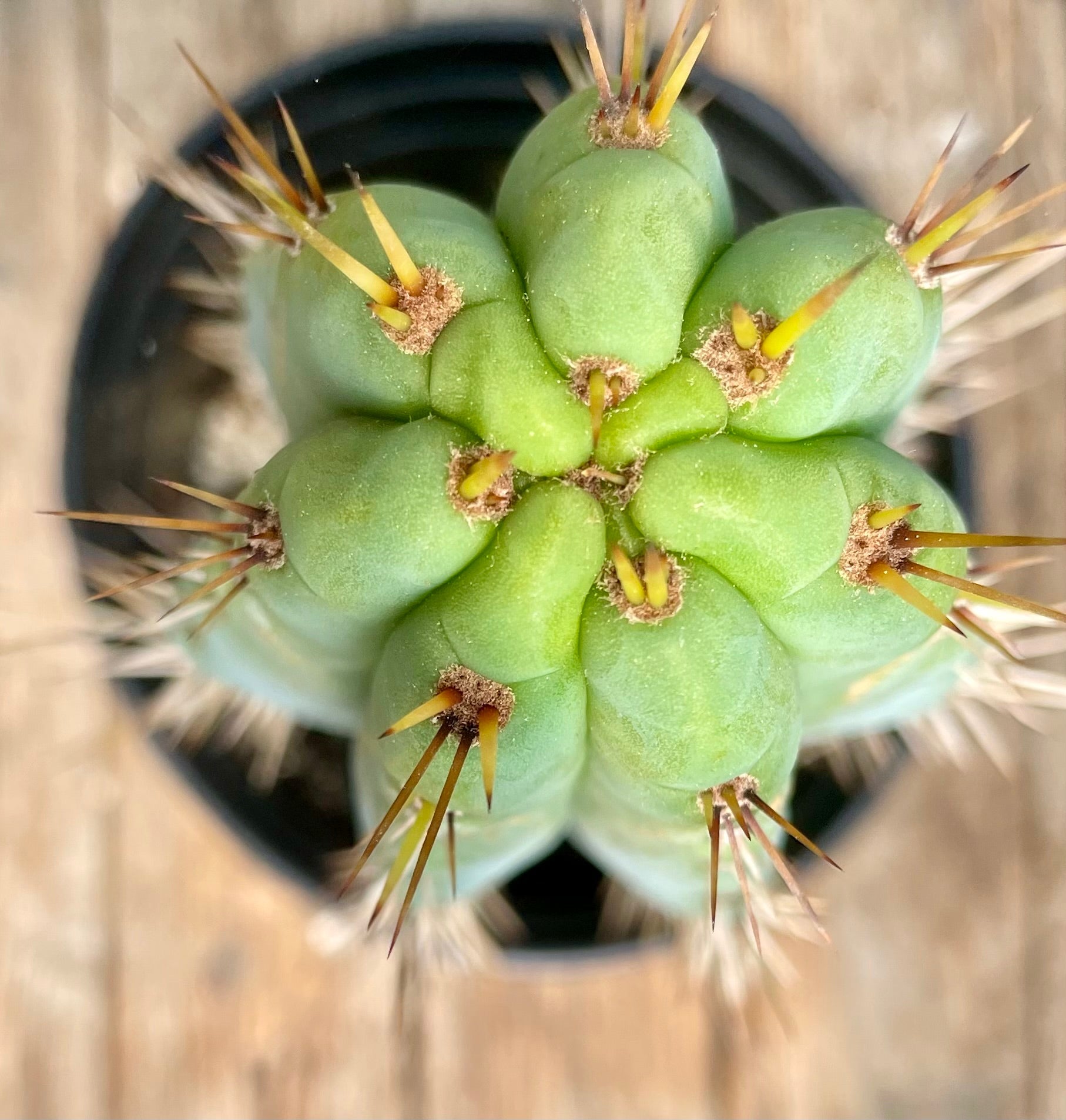 #EC202 EXACT Trichocereus Bridgesoid SunSpine Ornamental Cactus 12.5"-Cactus - Large - Exact-The Succulent Source