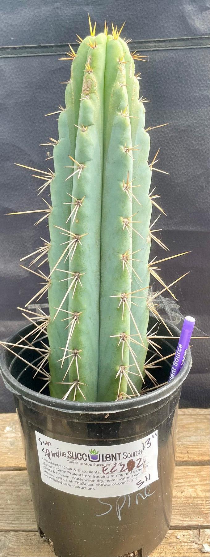 #EC202 EXACT Trichocereus Bridgesoid SunSpine Ornamental Cactus 12.5"-Cactus - Large - Exact-The Succulent Source