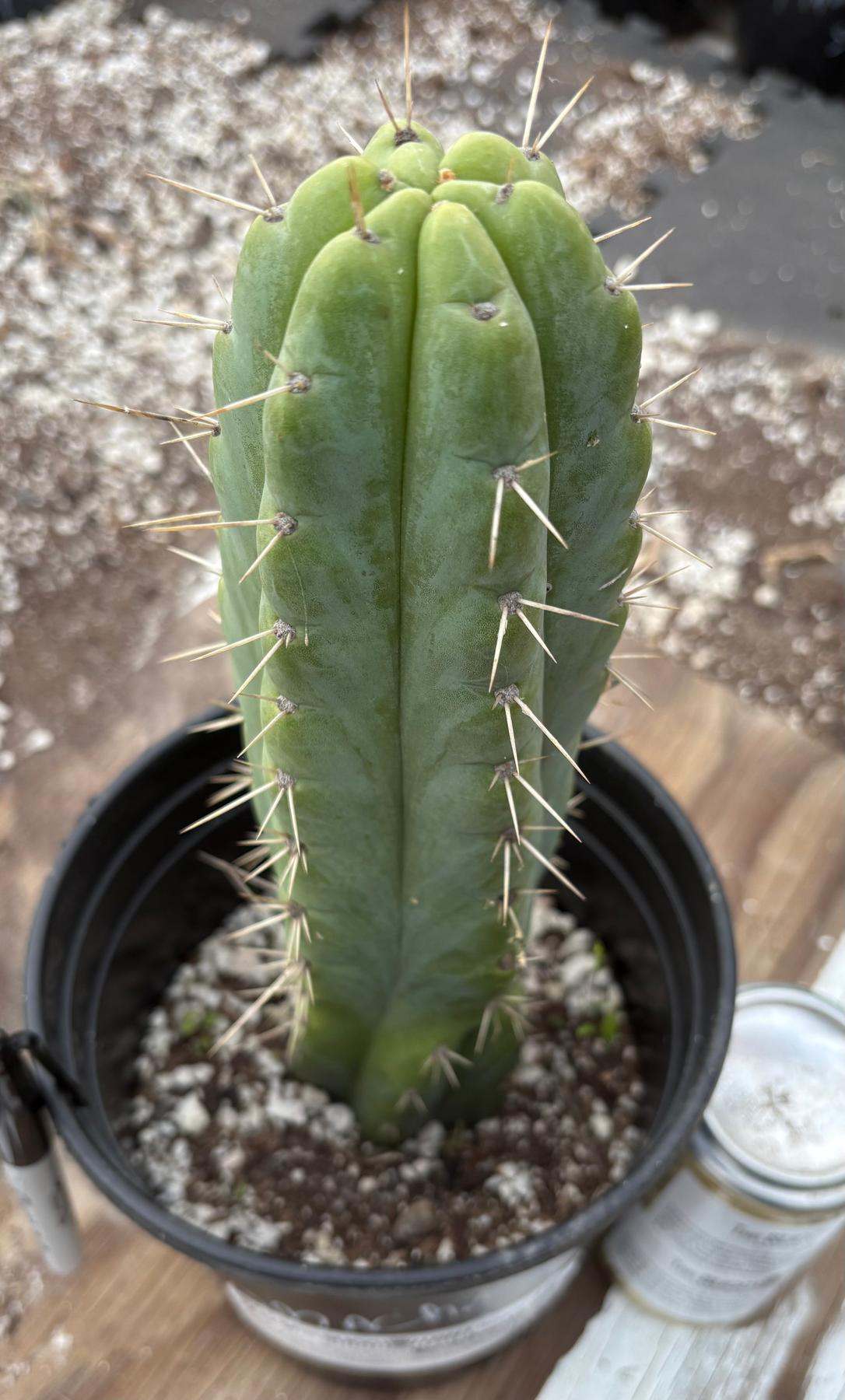 #EC203 EXACT Trichocereus Pachanoi Pomachanka OP from Chavin Cactus 10”-Cactus - Large - Exact-The Succulent Source