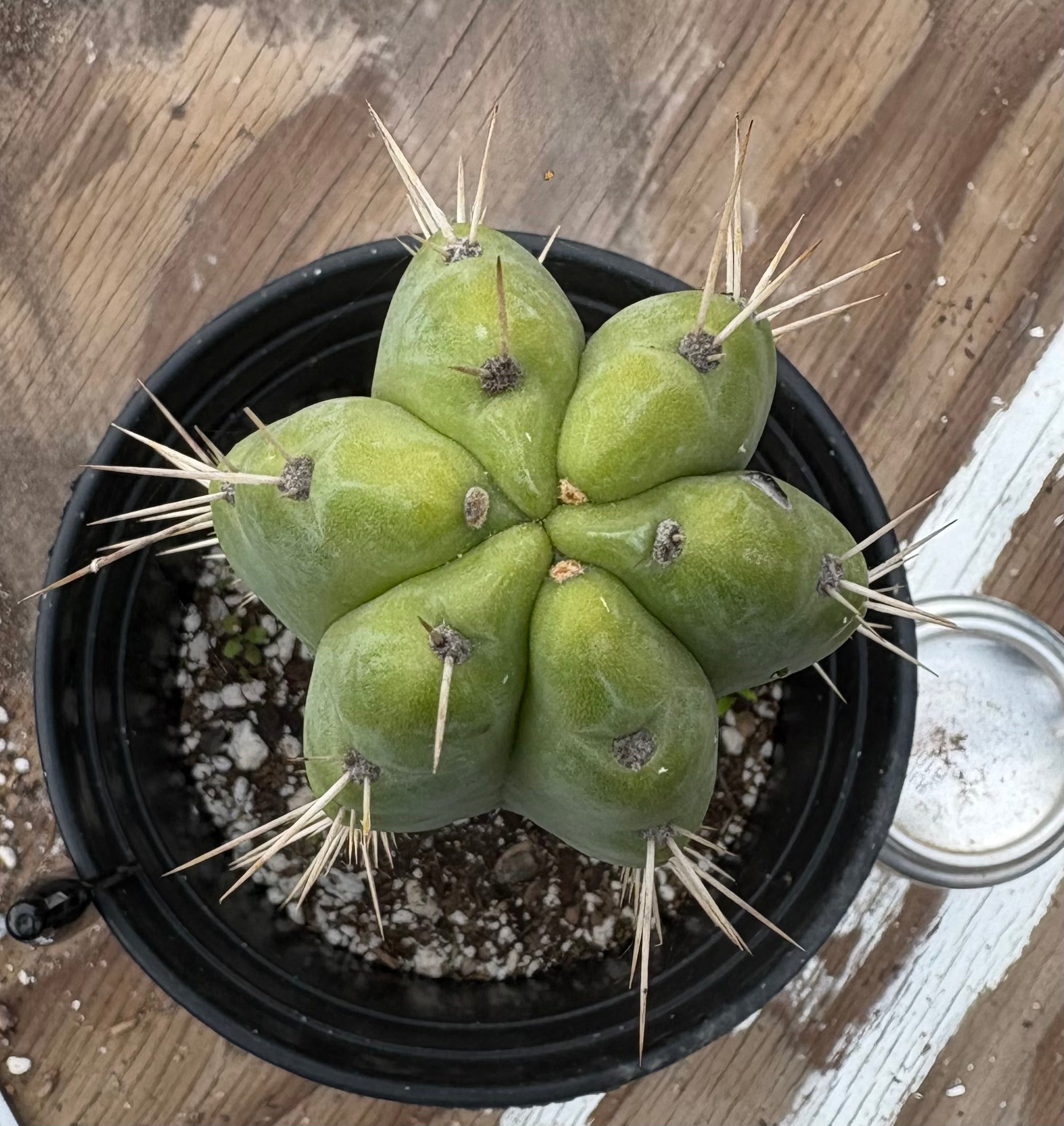 #EC203 EXACT Trichocereus Pachanoi Pomachanka OP from Chavin Cactus 10”-Cactus - Large - Exact-The Succulent Source