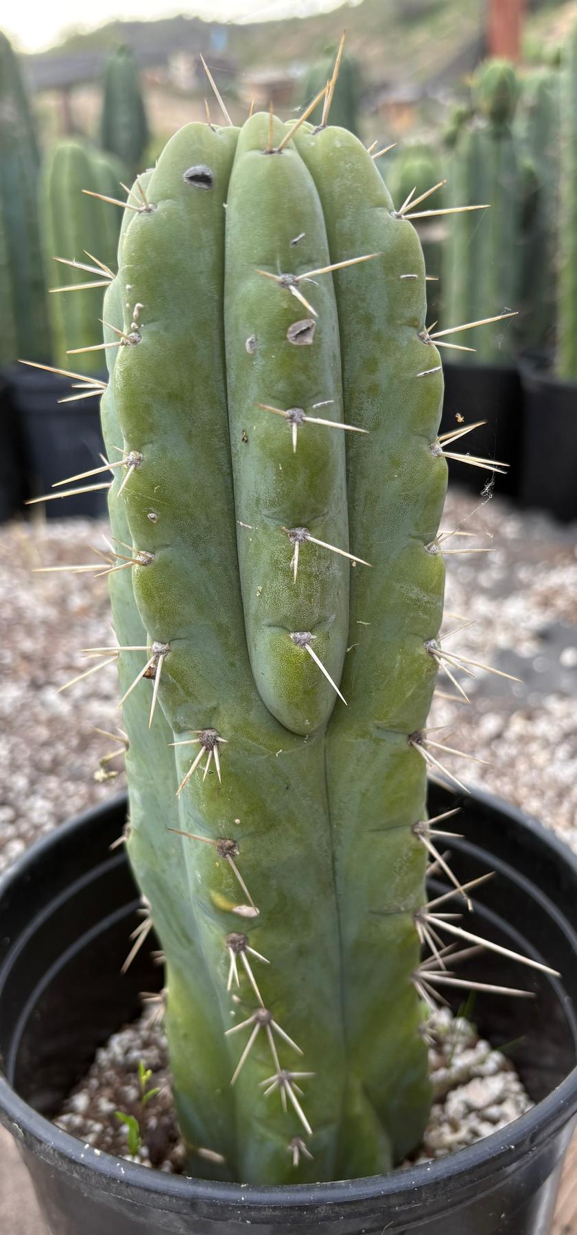 #EC203 EXACT Trichocereus Pachanoi Pomachanka OP from Chavin Cactus 10”-Cactus - Large - Exact-The Succulent Source